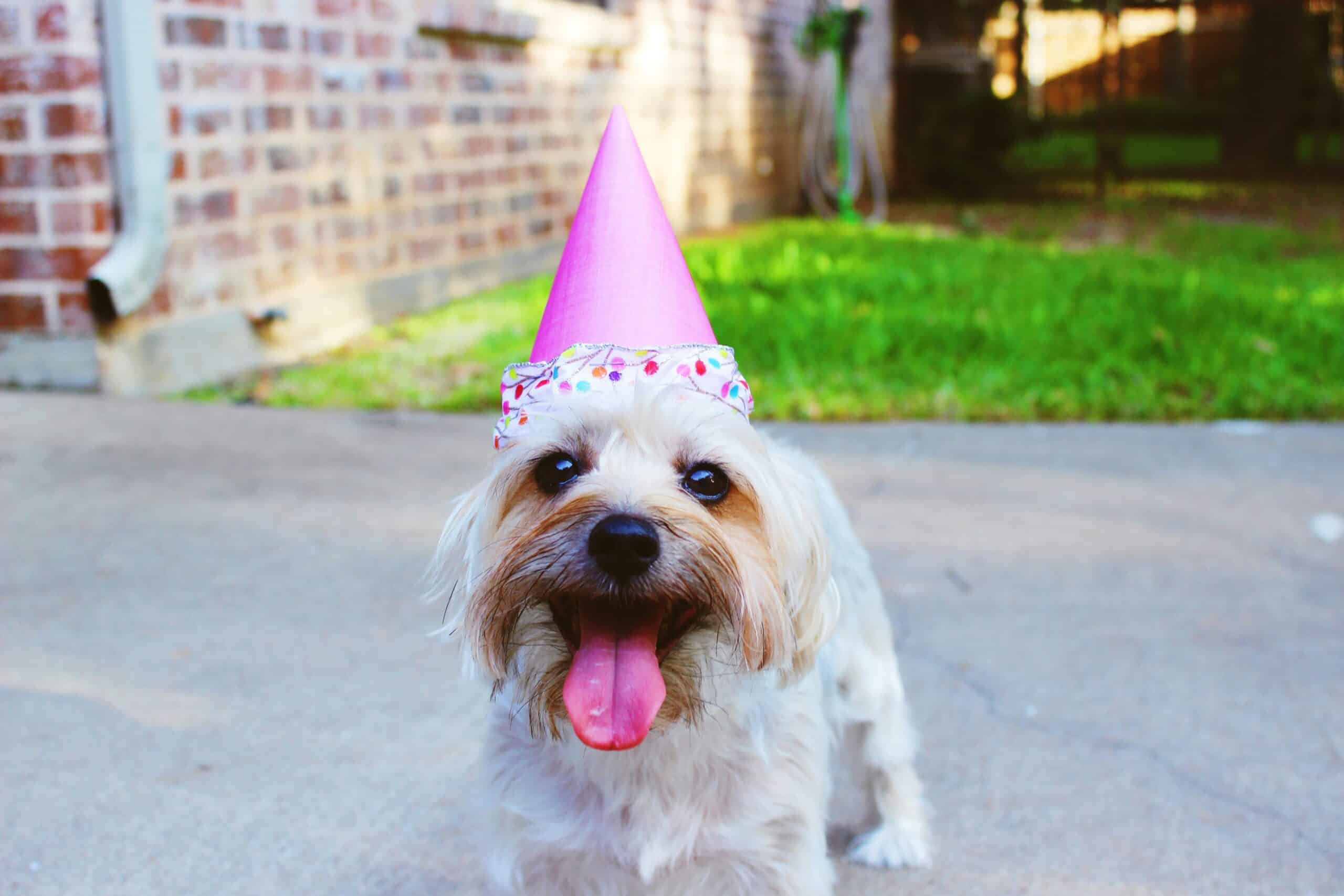 60 Gifts for Dog Lovers