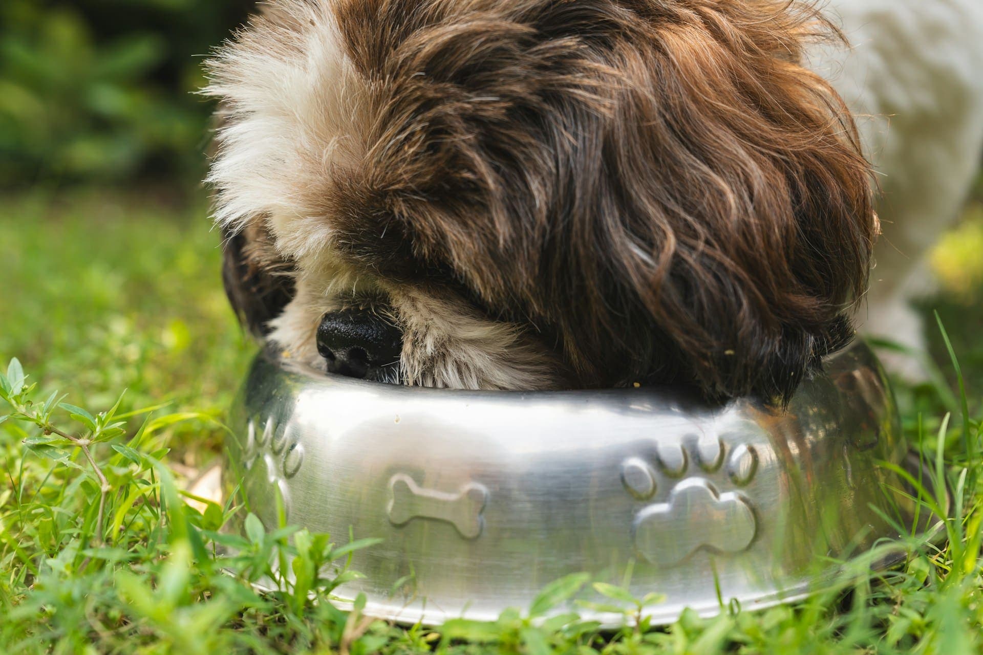 4 Vet-approved Homemade Dog Treats Recipes
