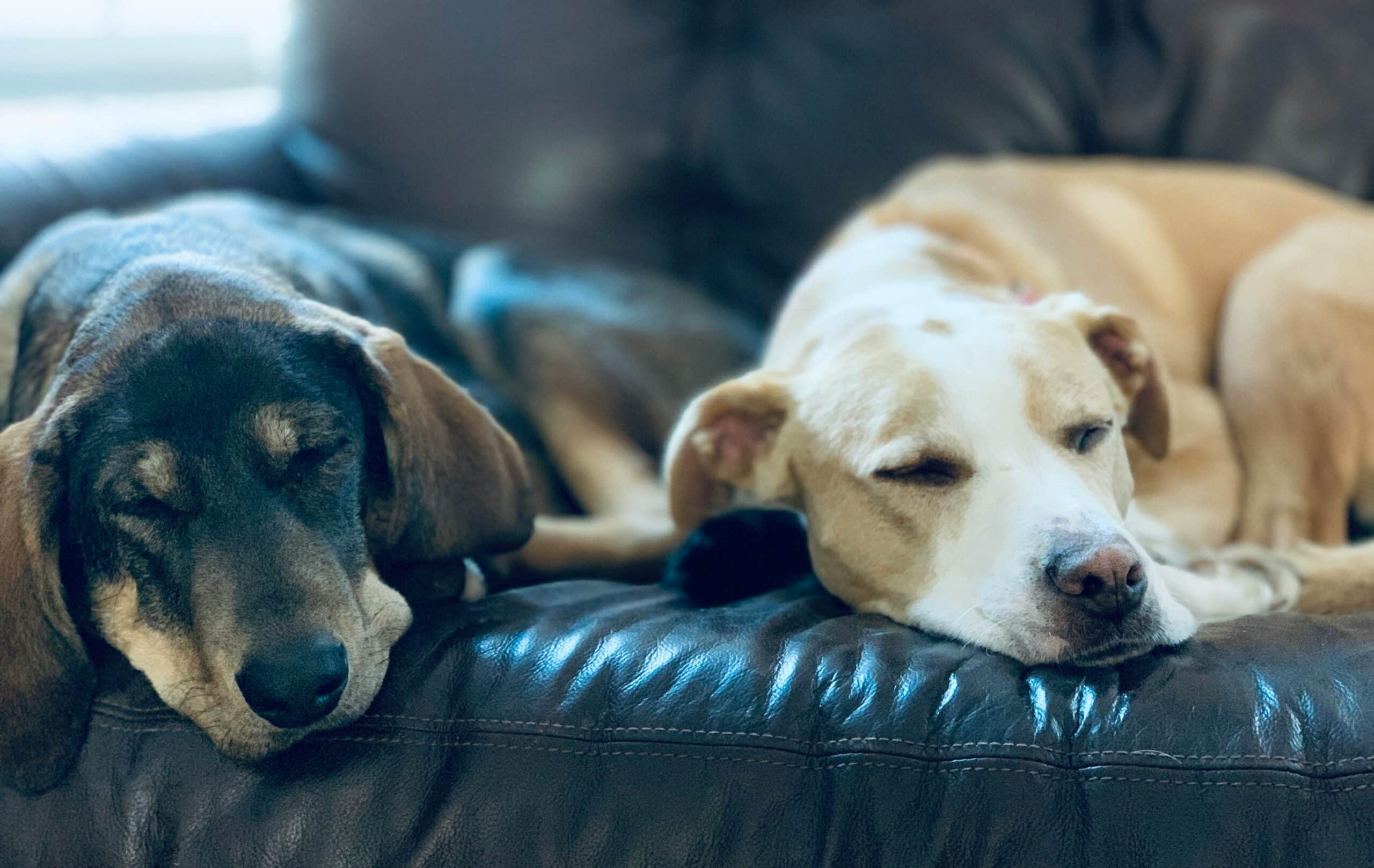 Exploring the Pet-Friendly Policy at Days Inn
