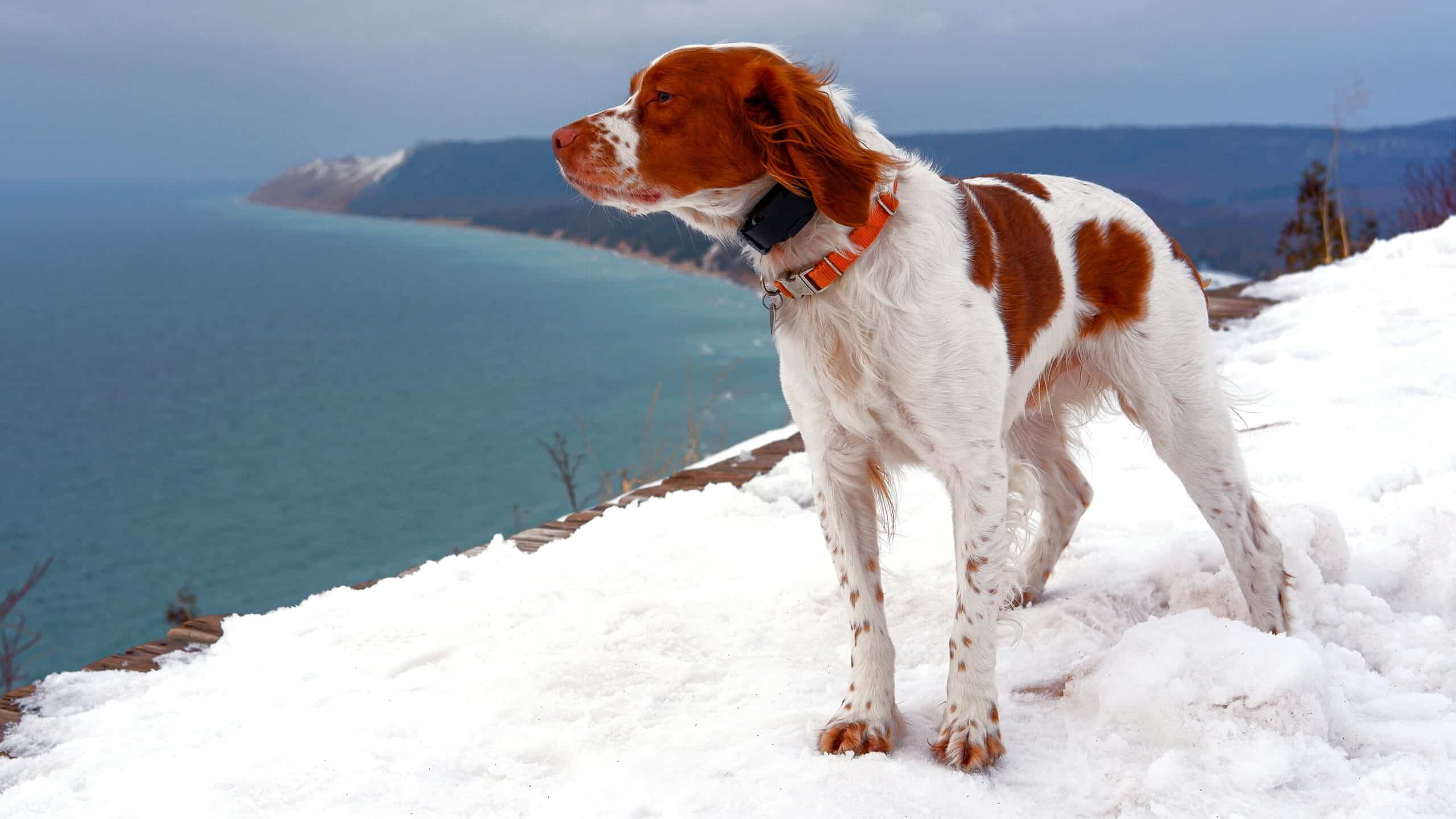 10 Dog-Friendly Beaches in Michigan