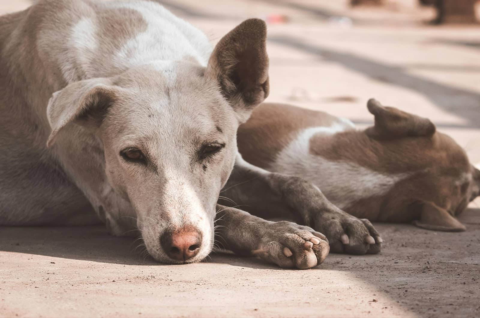 12 Signs Your Dog Needs a Vet Visit