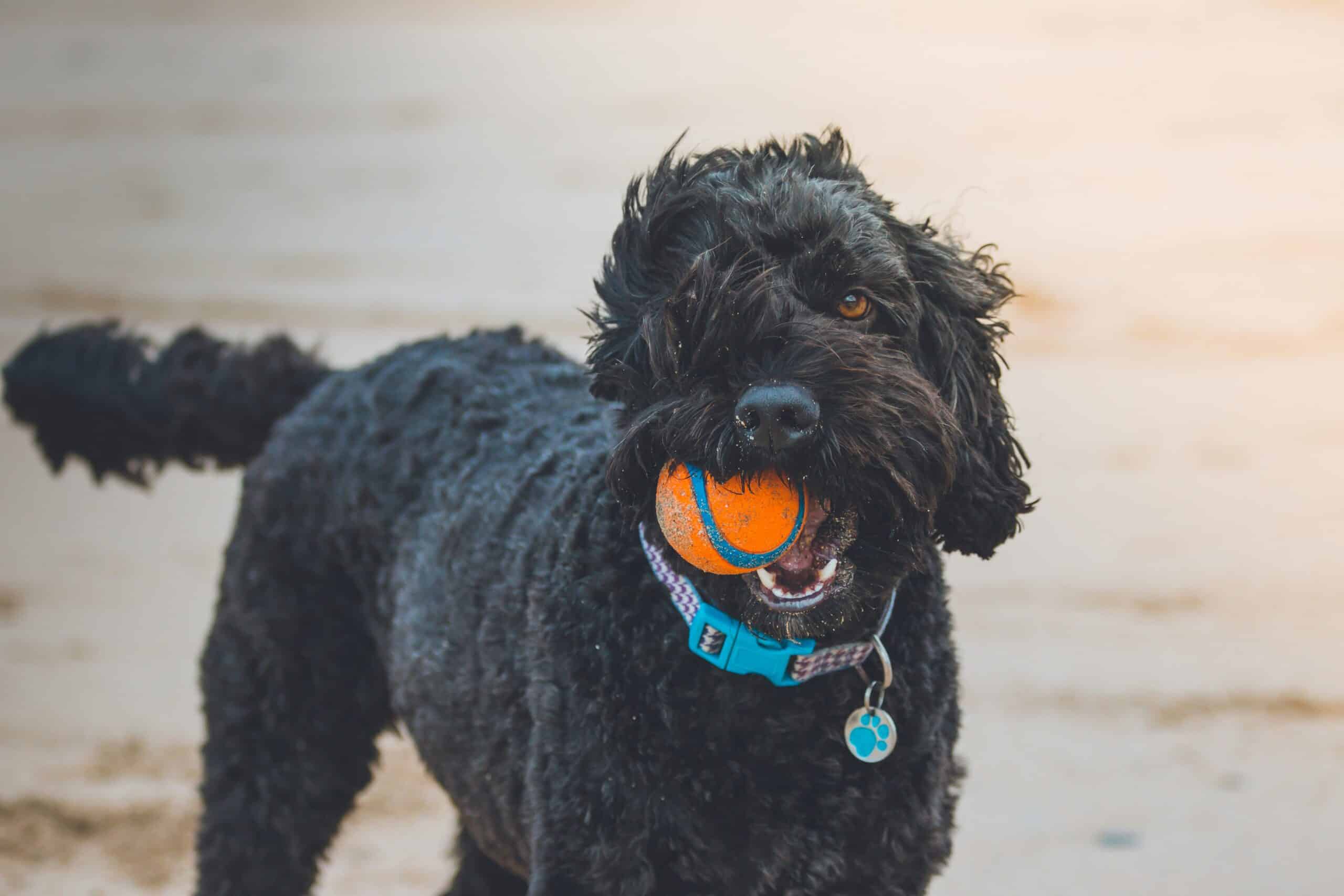 Hyatt Place: A Pet-Friendly Hotel Experience