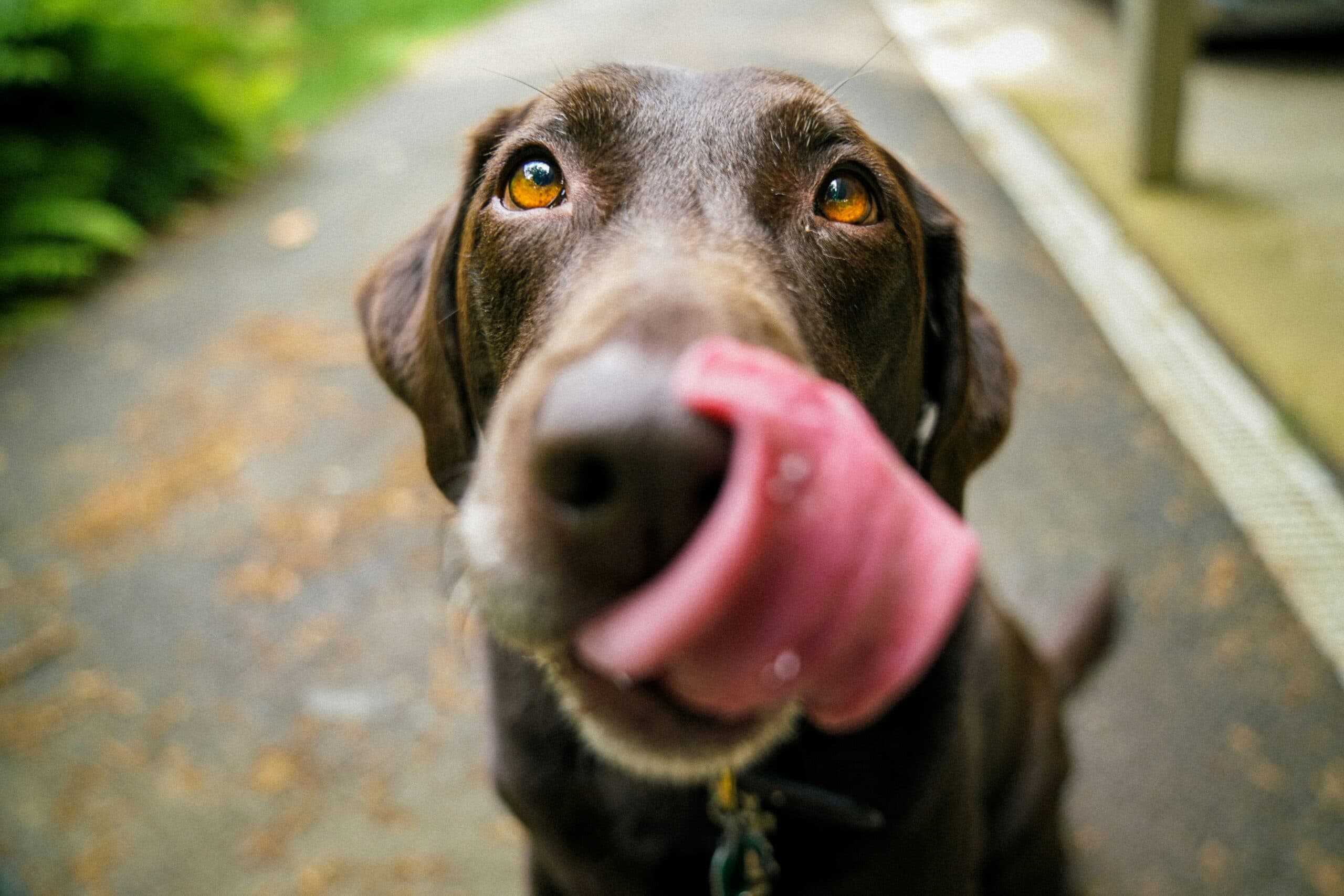 Virgin Atlantic’s Pet Policy