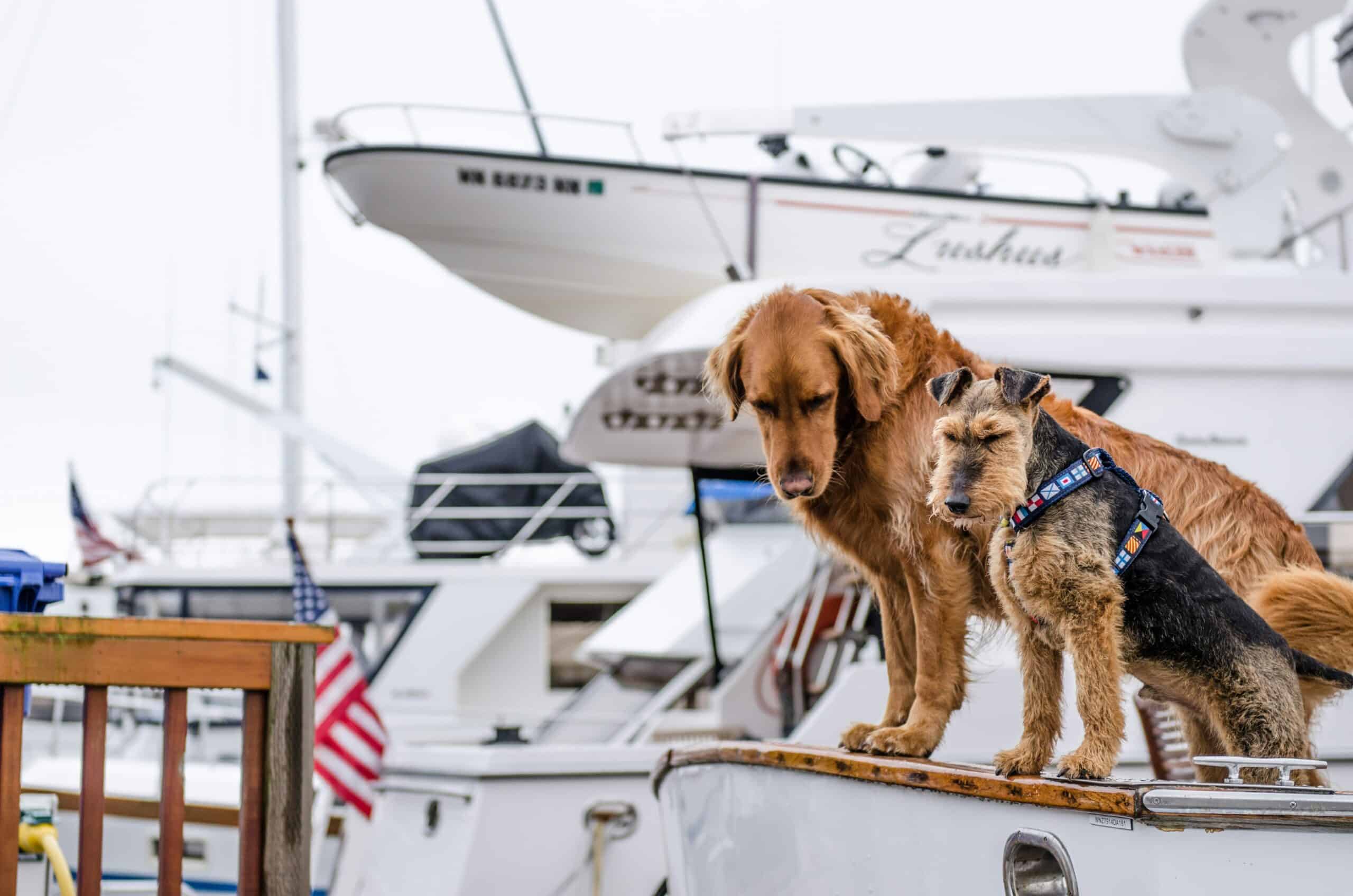 10 Dog-Friendly Hotels in San Francisco