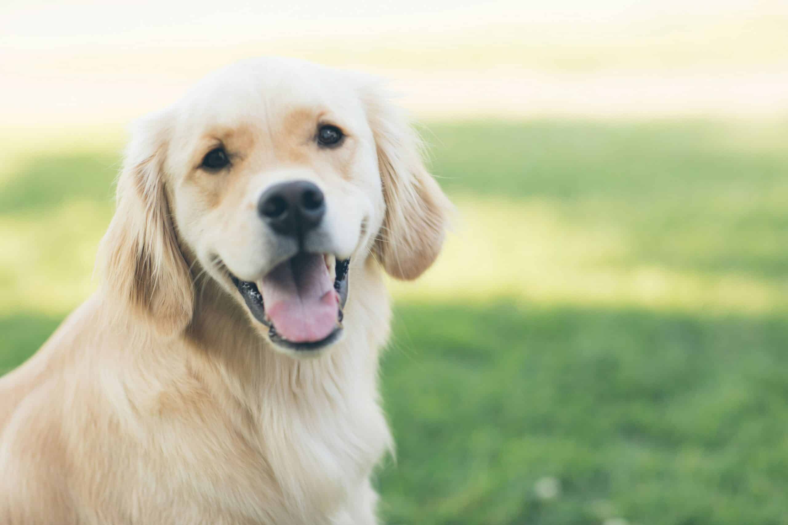 10 Dog Friendly Things to Do in San Diego