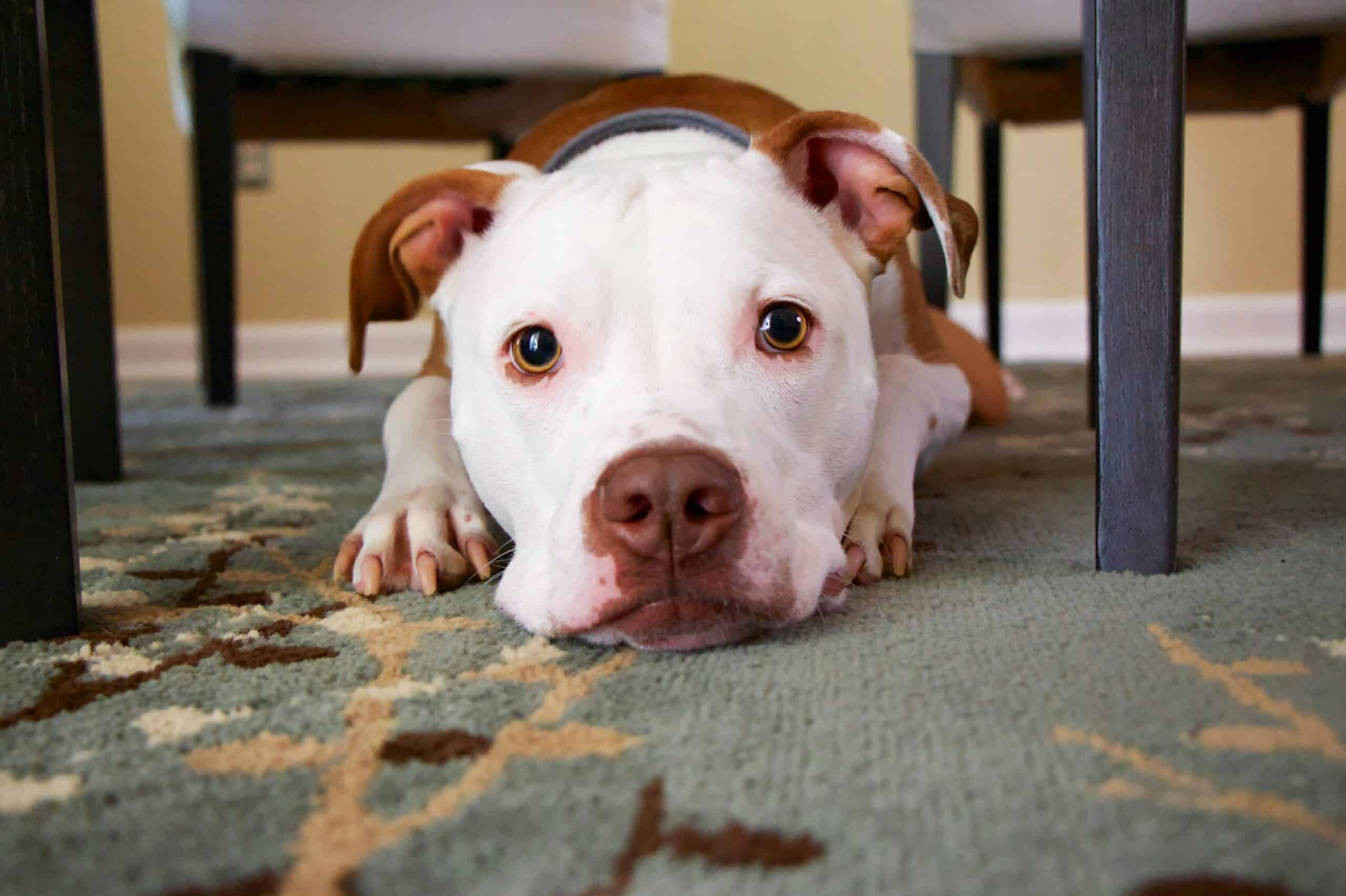 10 Dog-Friendly Hotels in San Antonio