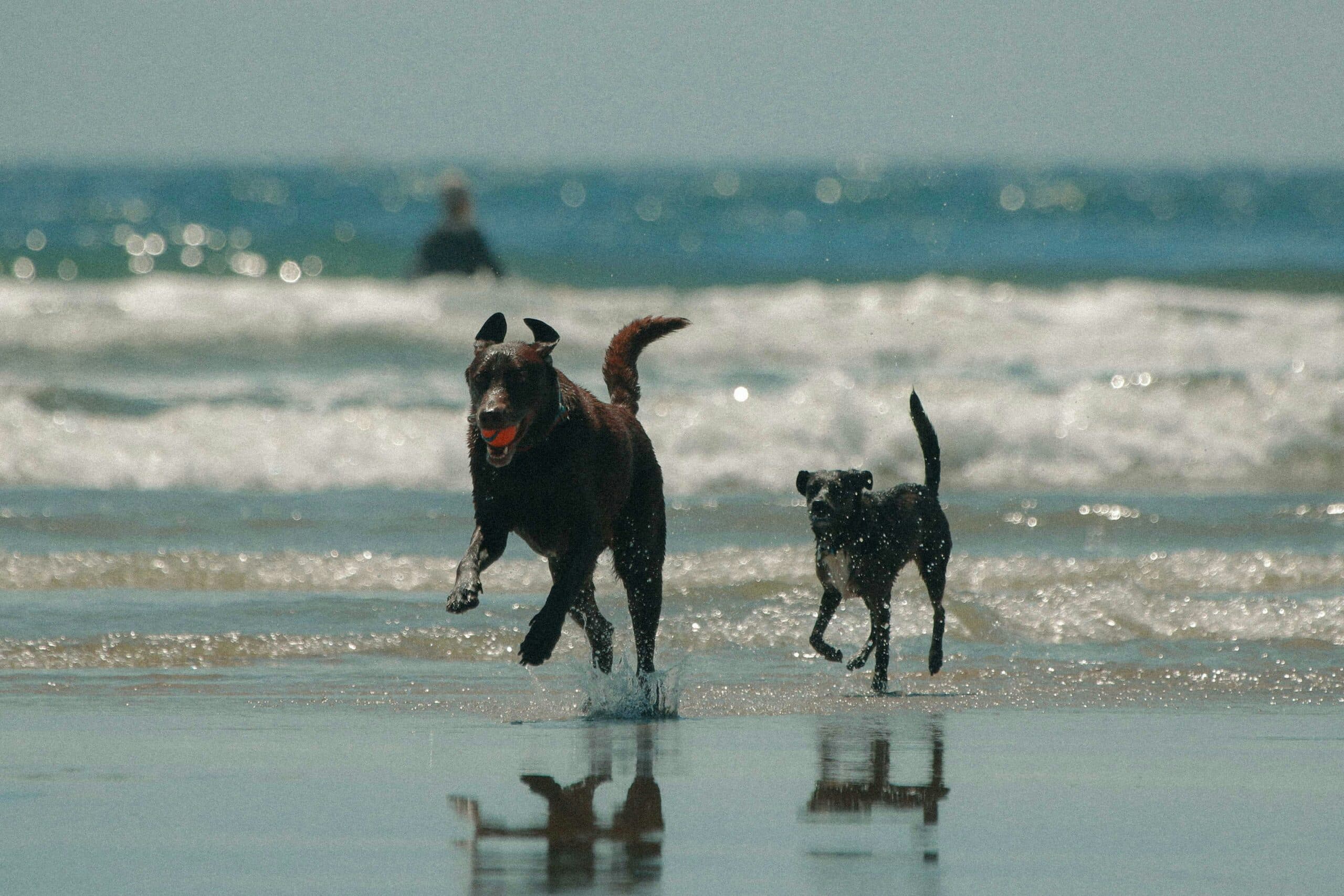 10 Dog Friendly Hotels in Santa Barbara