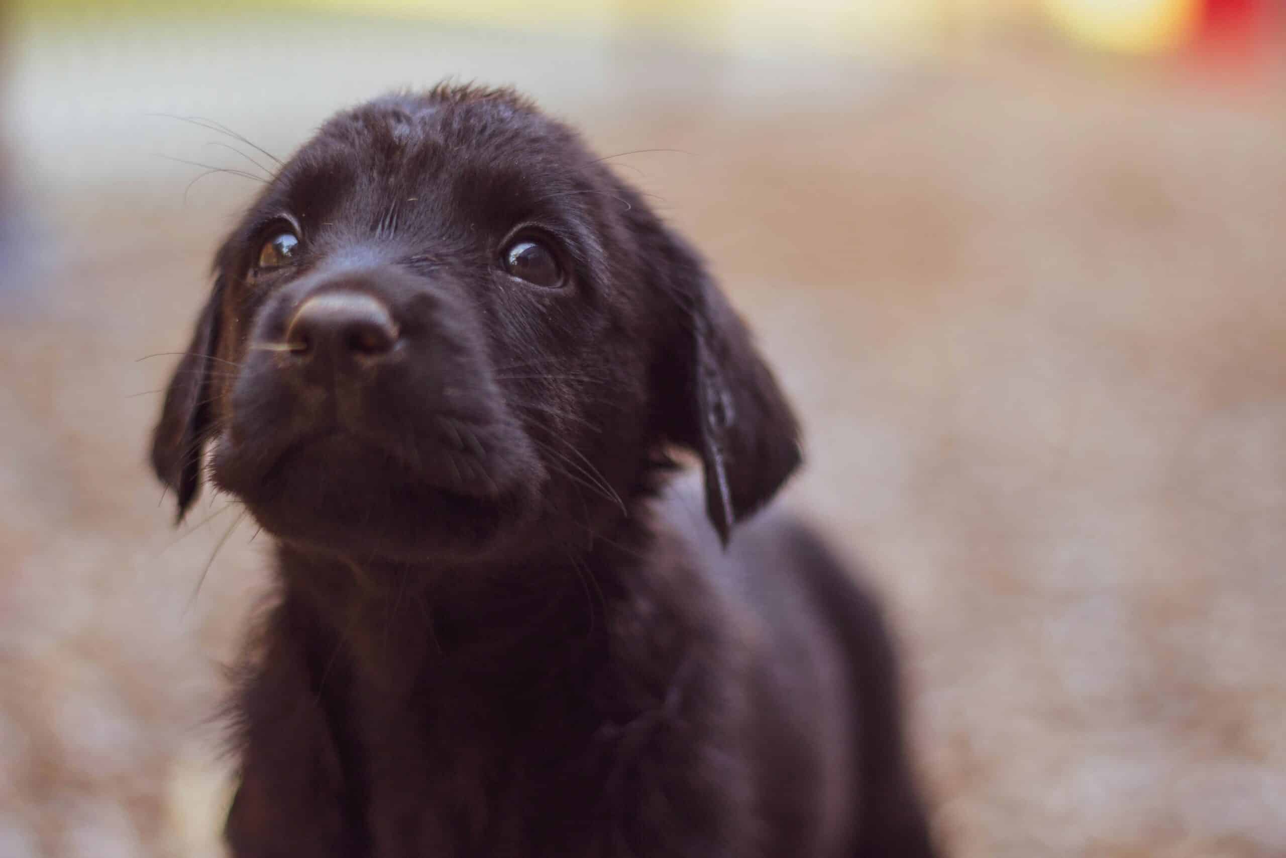 Welcome to Motel 6: A Pet-Friendly Stay for Your Furry Friends