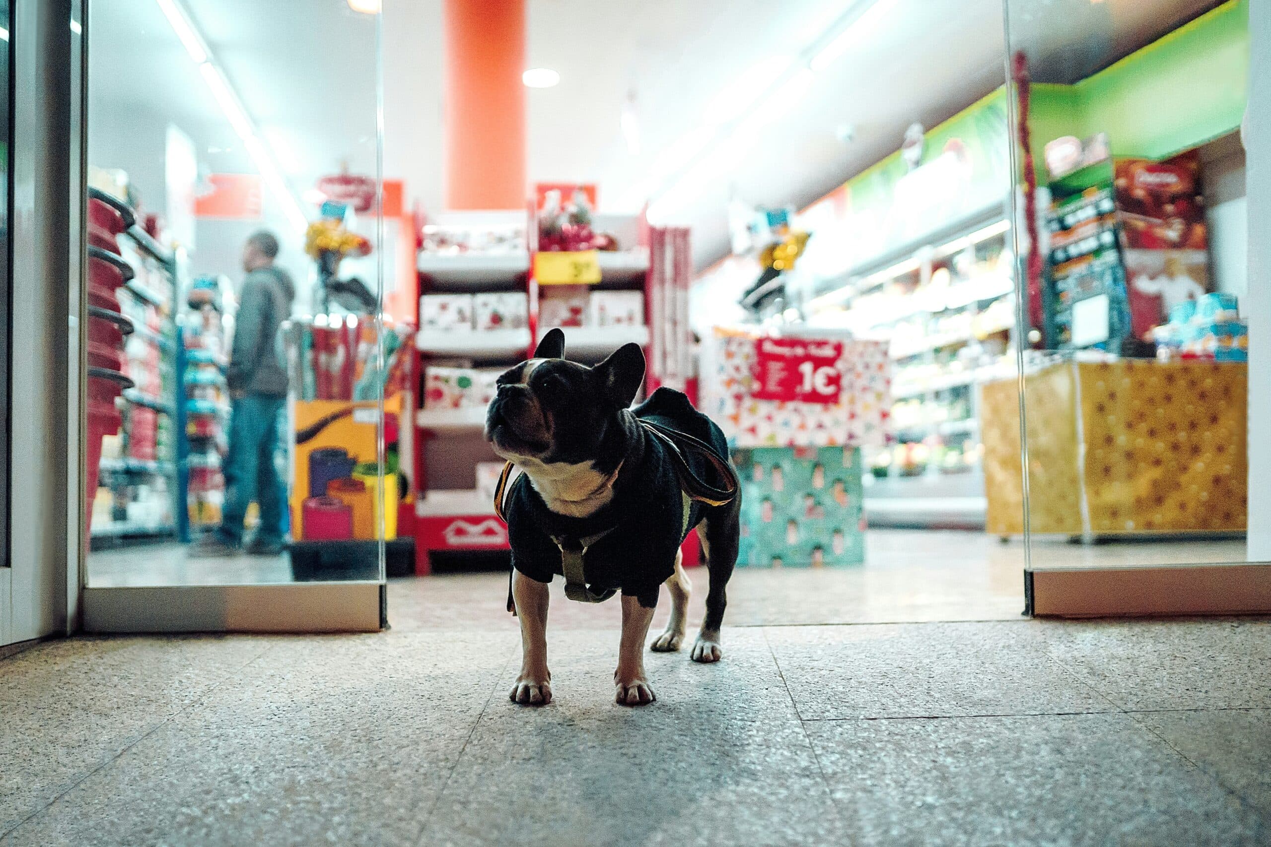 TJ Maxx Pet Policy: What You Need to Know