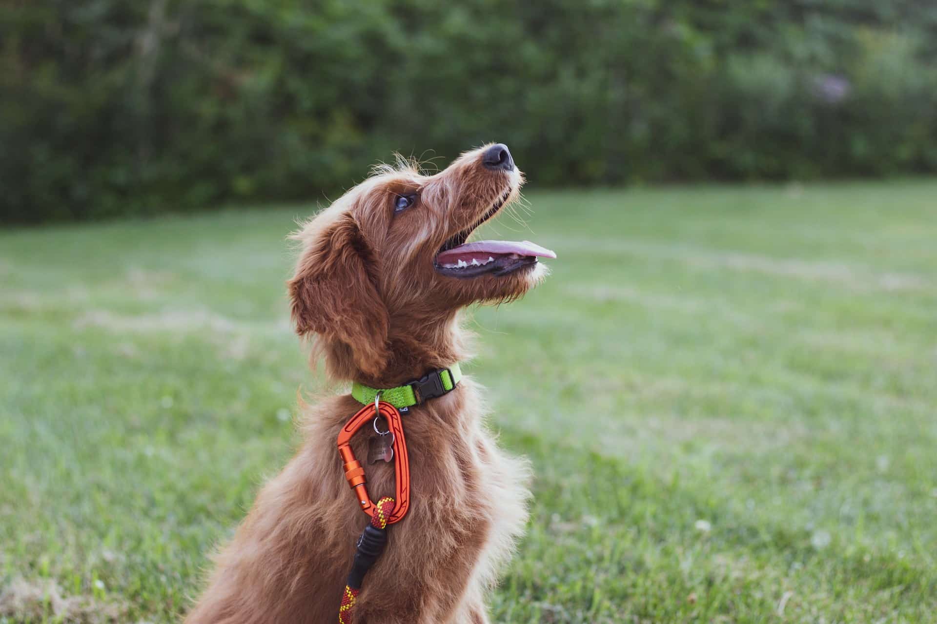 Can Artificial Intelligence Decode Dog Barks?