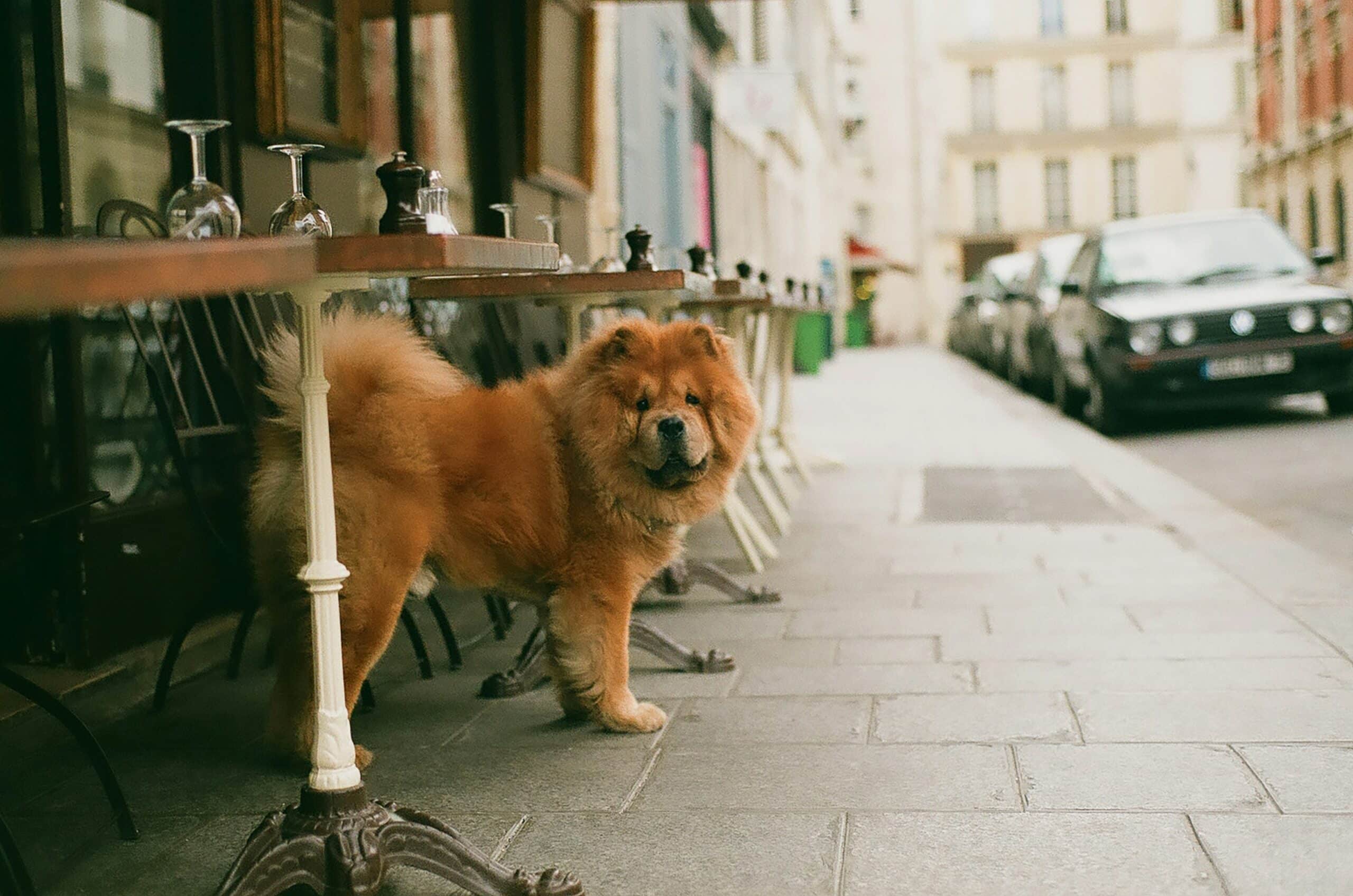 10 Dog-Friendly Restaurants in San Diego