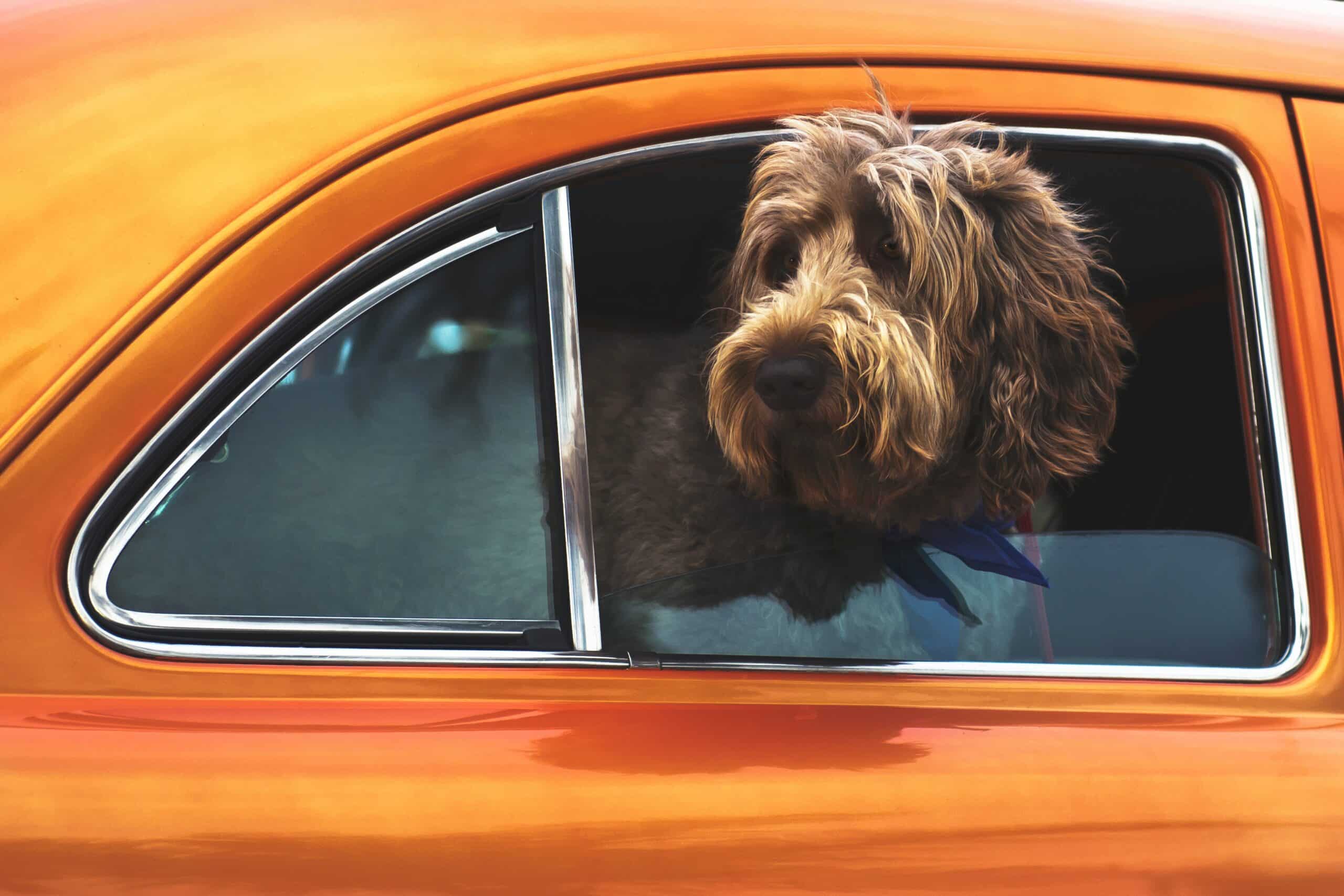 Lyft’s Pet Policy: What to Know Before Riding with Your Furry Friend
