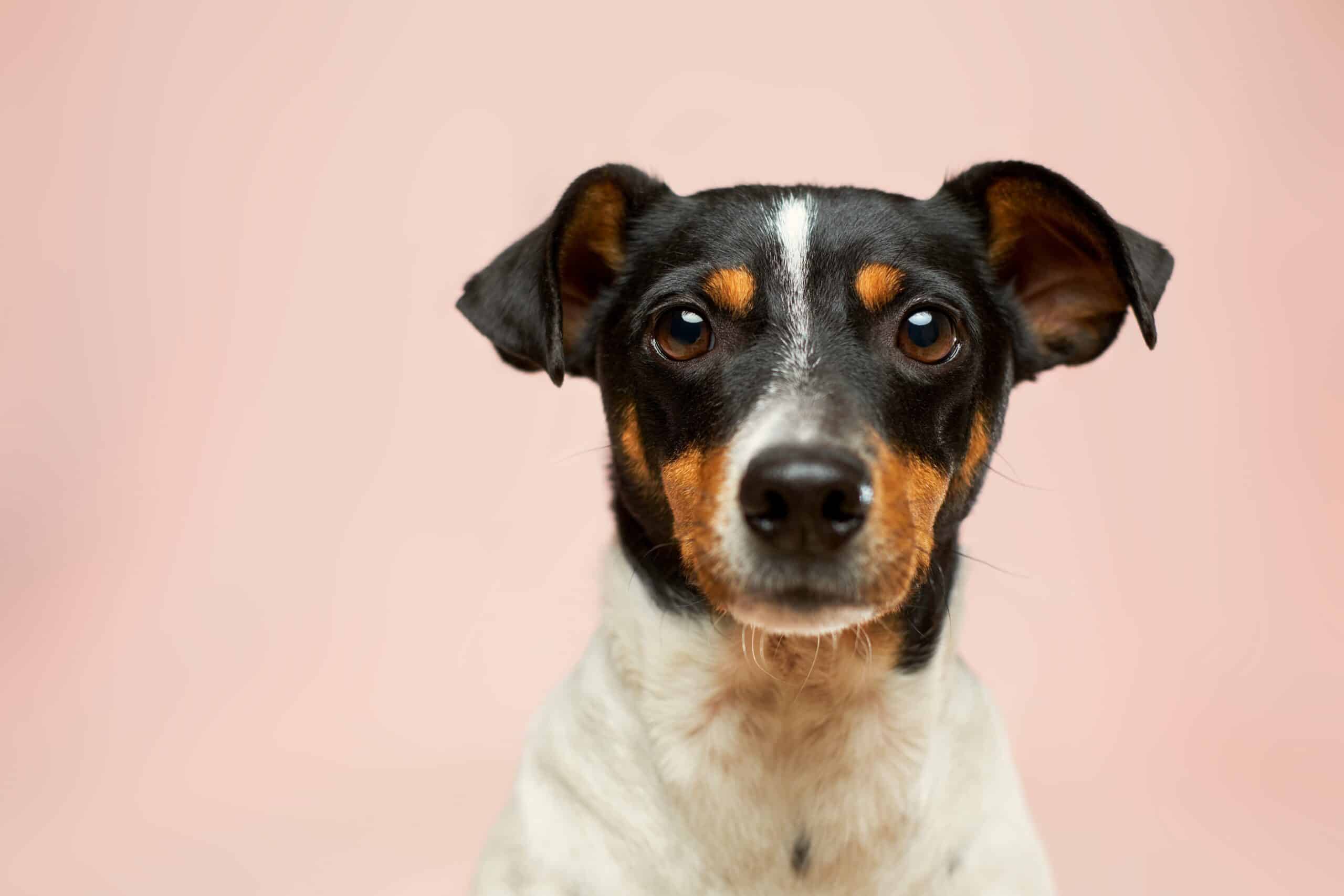 10 Best Dog-Friendly Hotels in San Diego (2025)