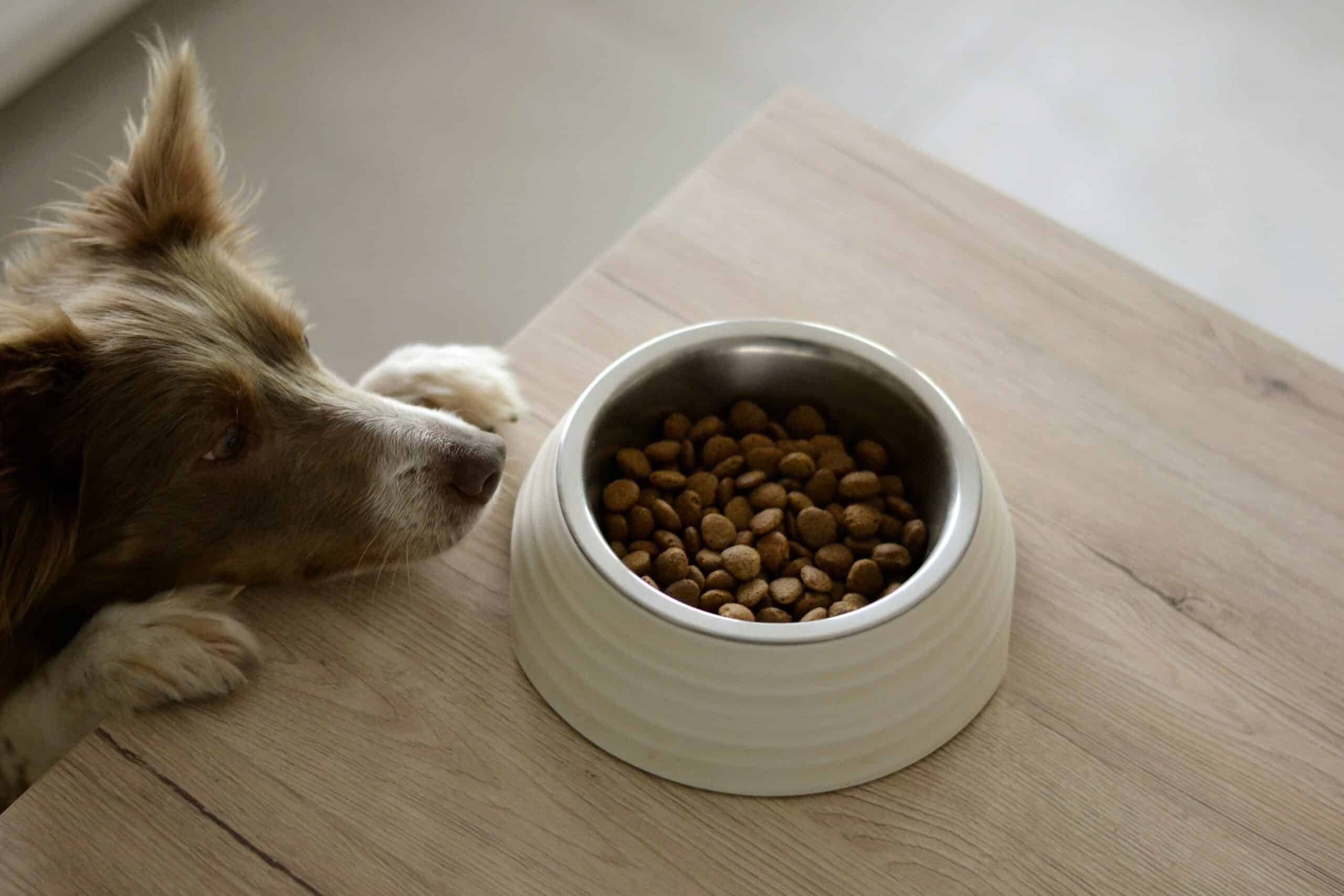Choosing the Right Protein Level in Dog Kibble