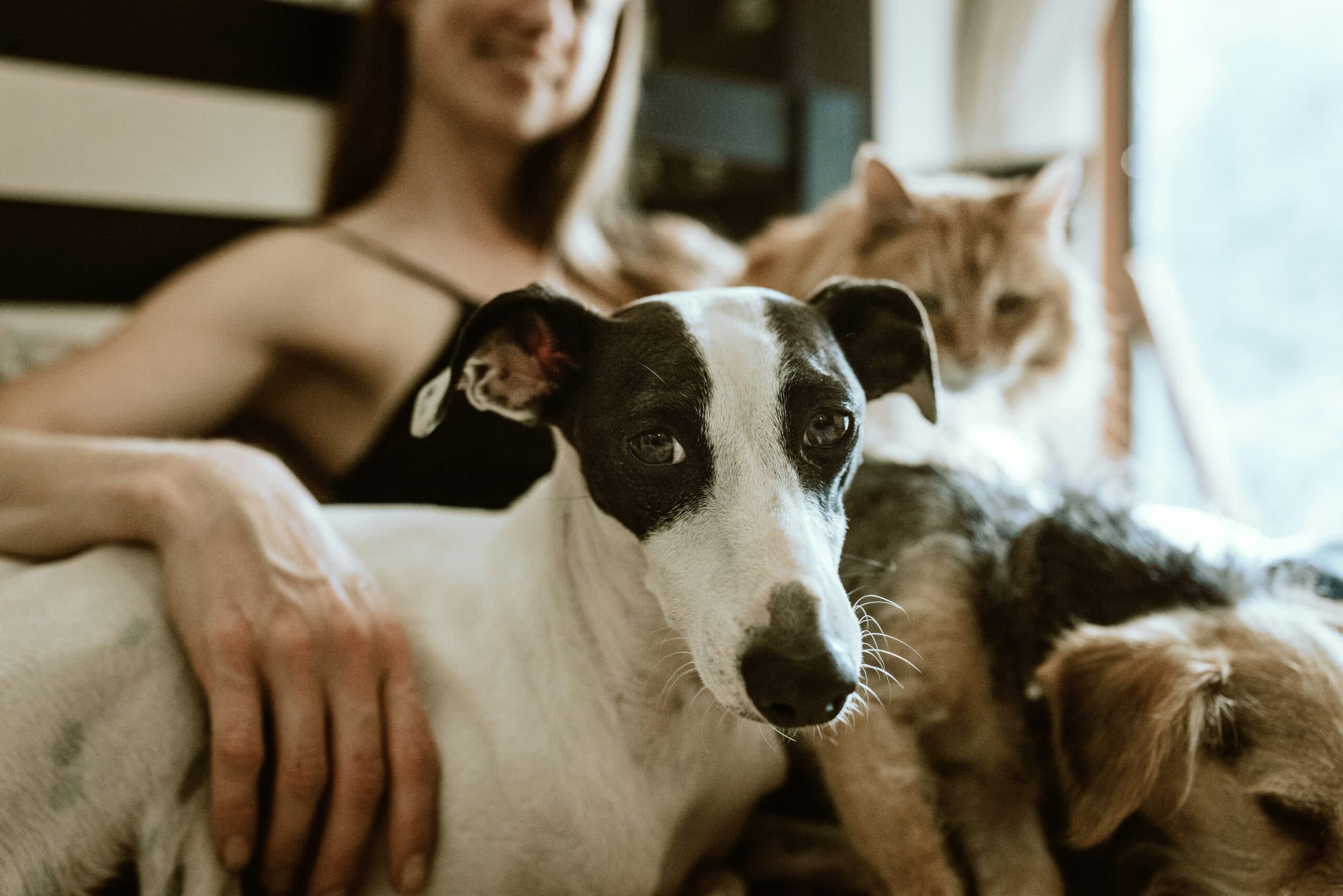 Are Dogs Smarter Than Cats? Here’s What Science Says