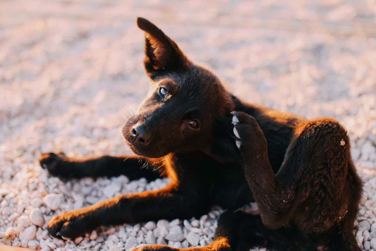 Homemade Flea Spray for Dogs: Vet-Approved Recipes (And What to Avoid)