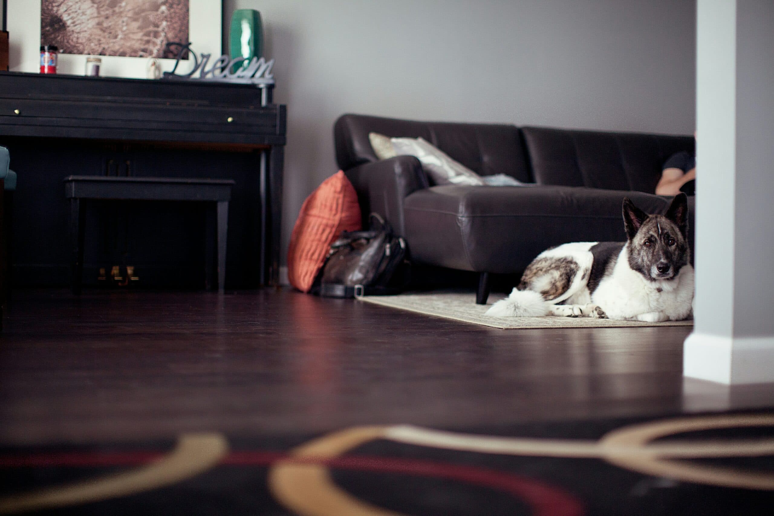 The Best Flooring Options for a Pet-Friendly Home