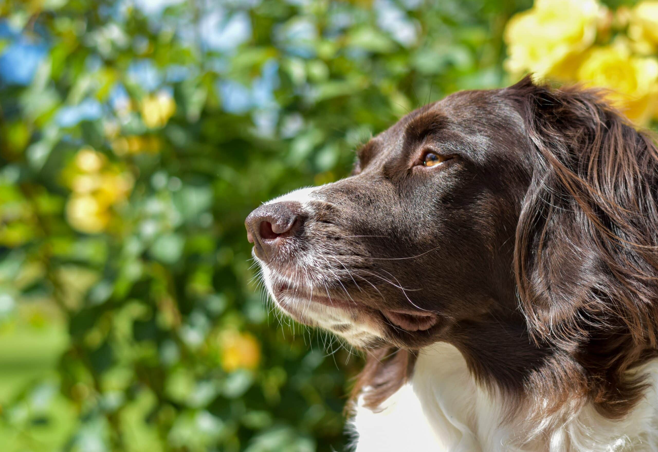 Choosing a Custom Pet Portrait as a Gift