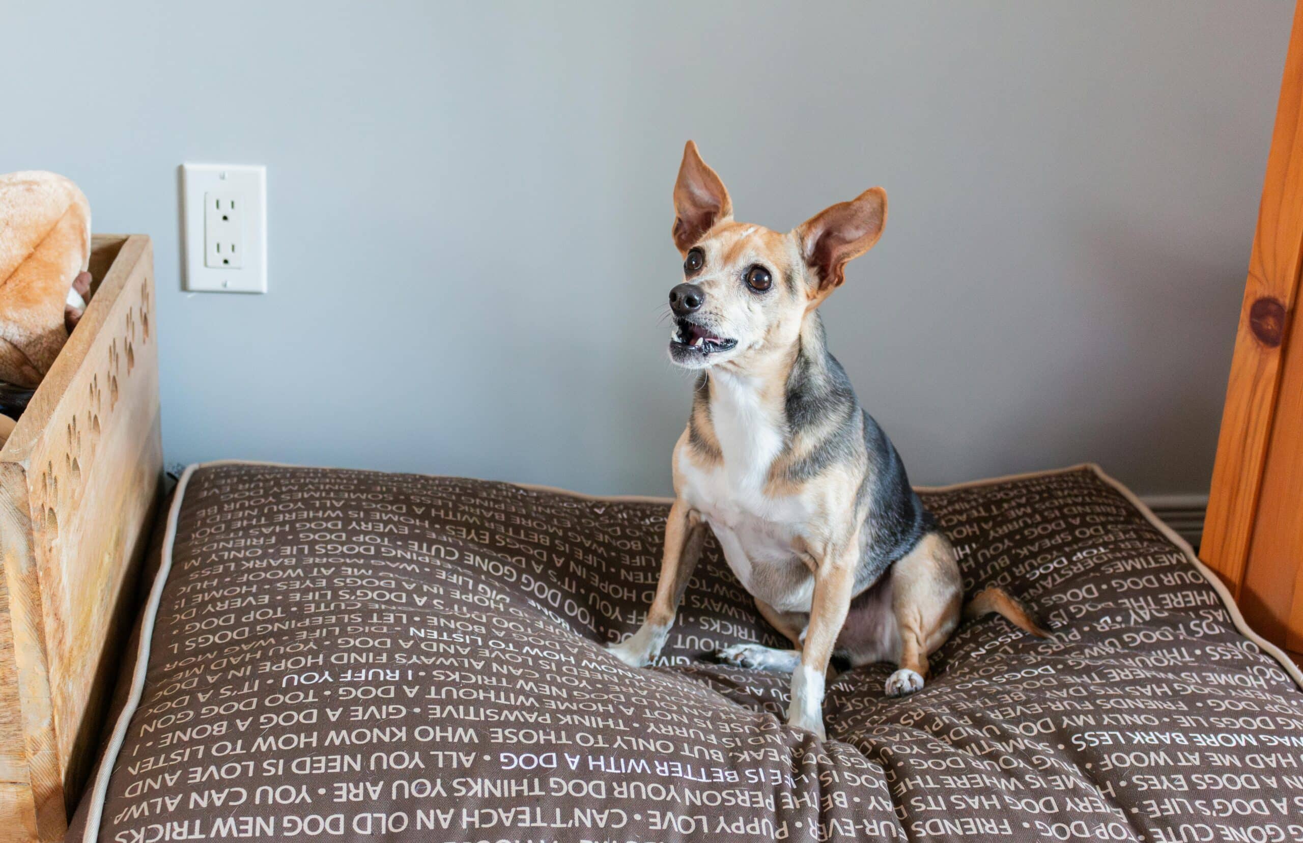 Super 8 Pet Policy: Everything You Need to Know