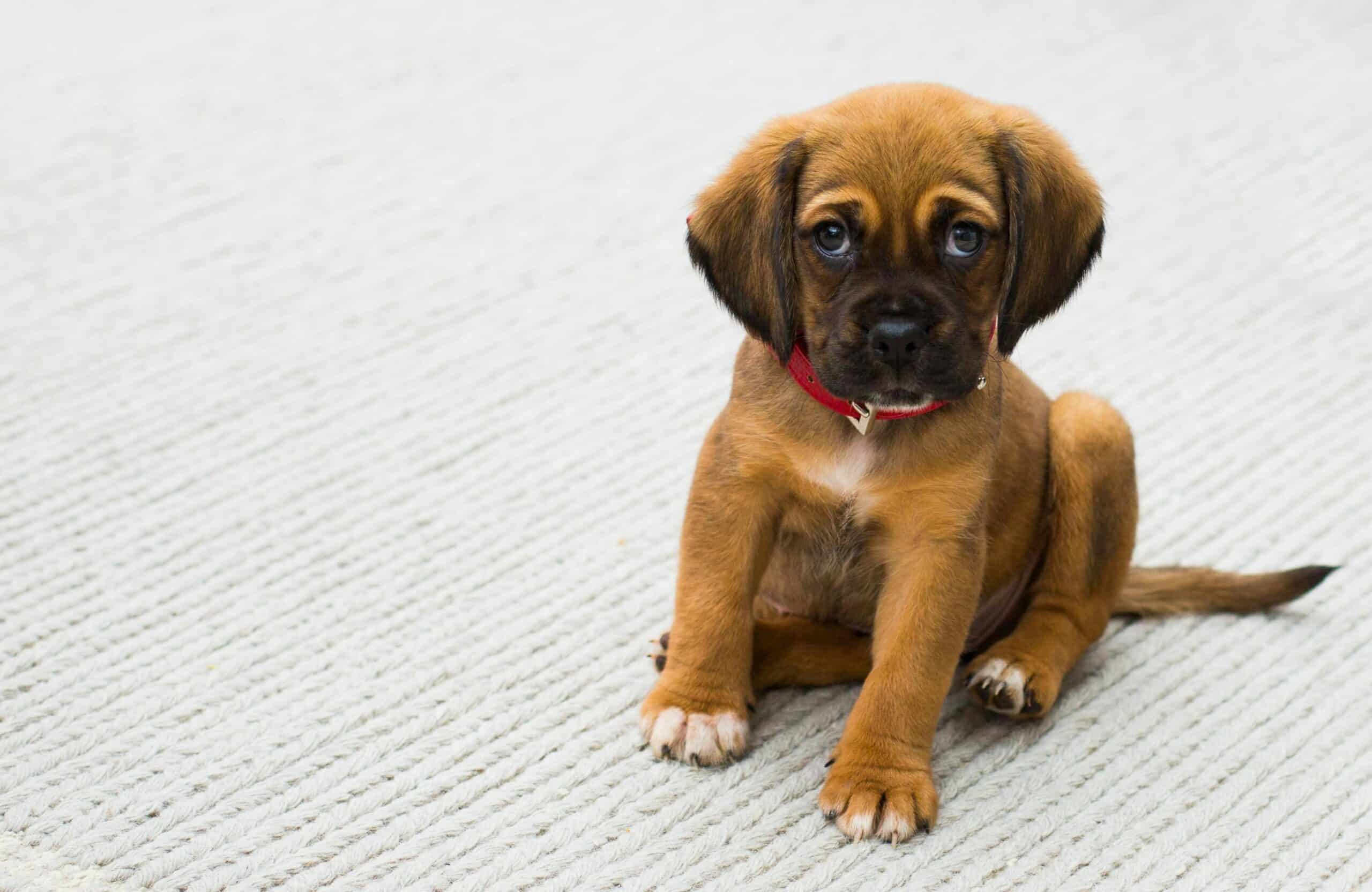Hilton Pet Policy: Welcoming Your Furry Friends