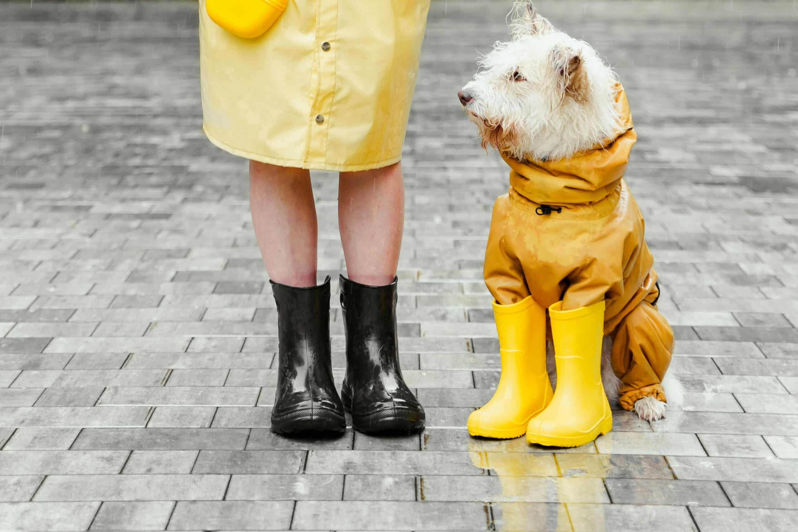 Should Dogs Wear Shoes? Here’s What We Think