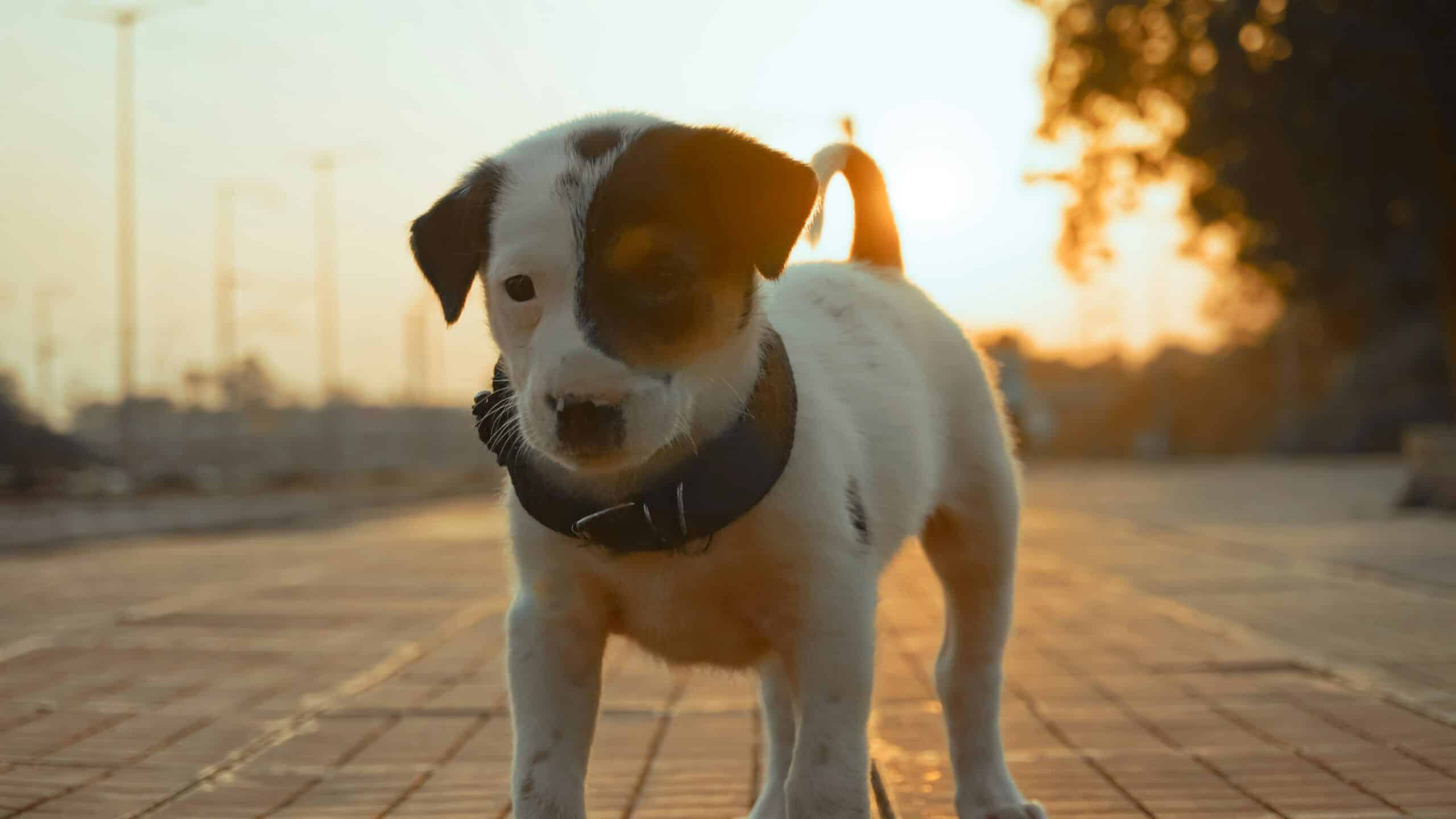 Prednisone For Dogs: What You Should Know