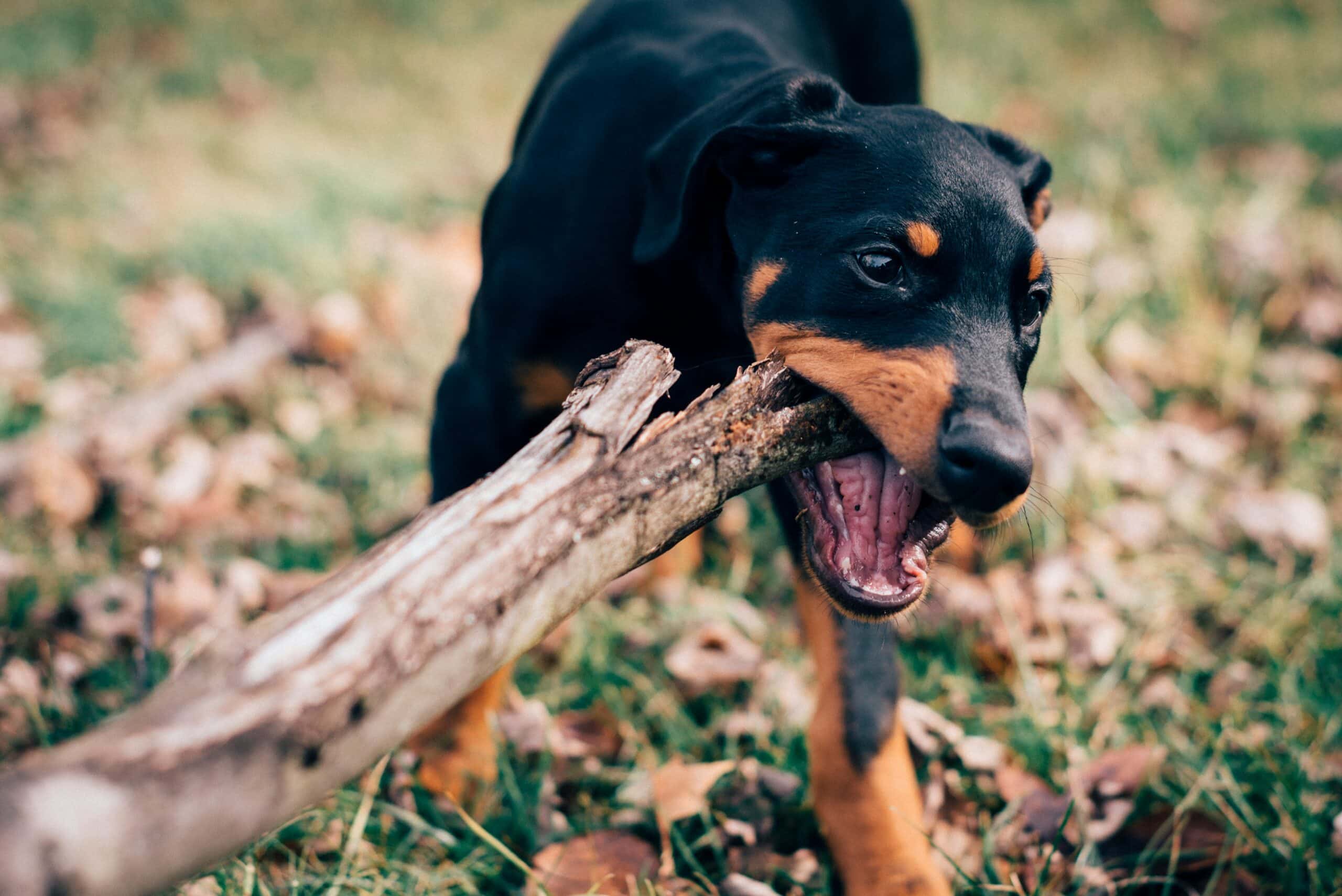 Dog Bites: What to Do & How to Handle it