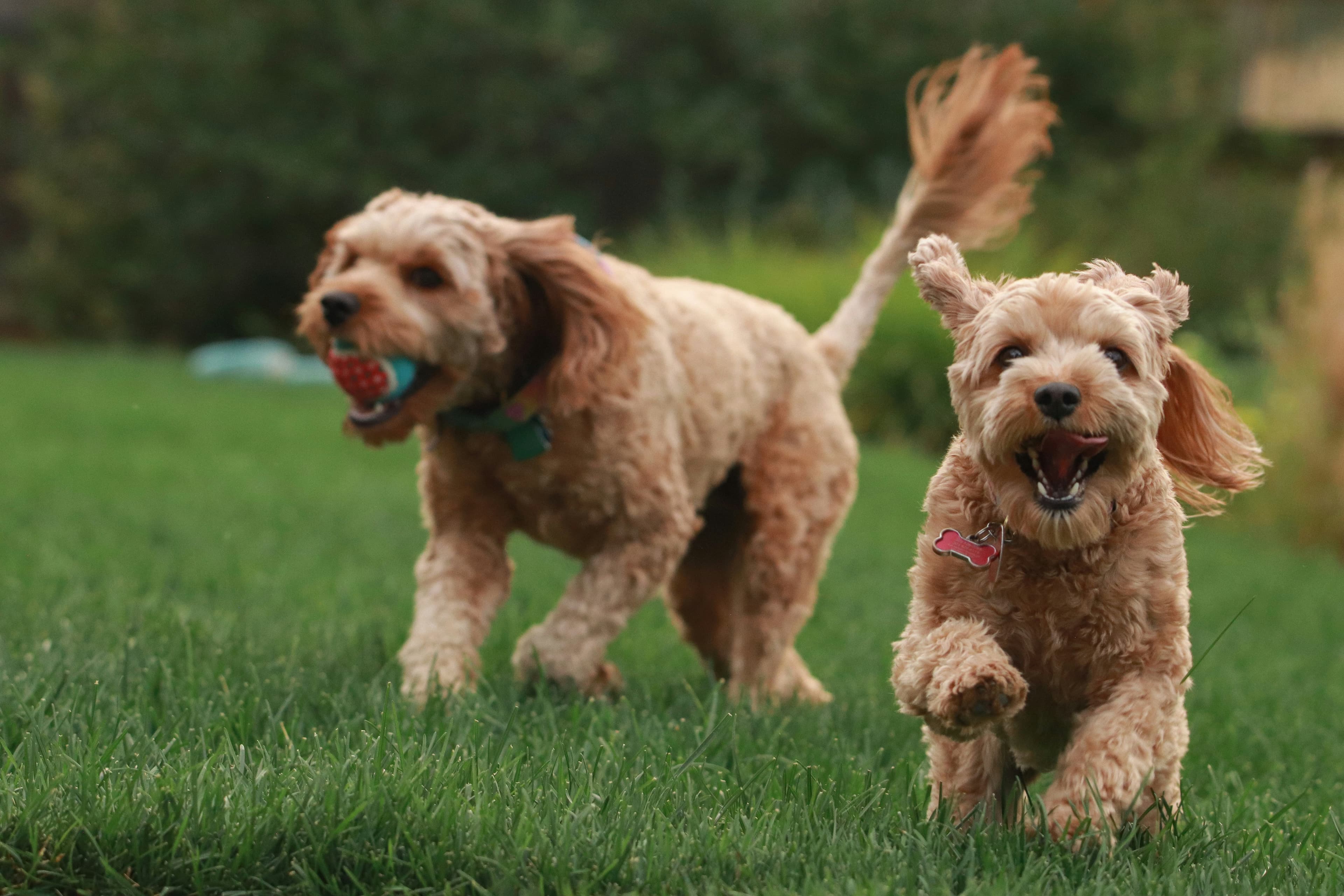 A Guide to Bonded Dog Pairs