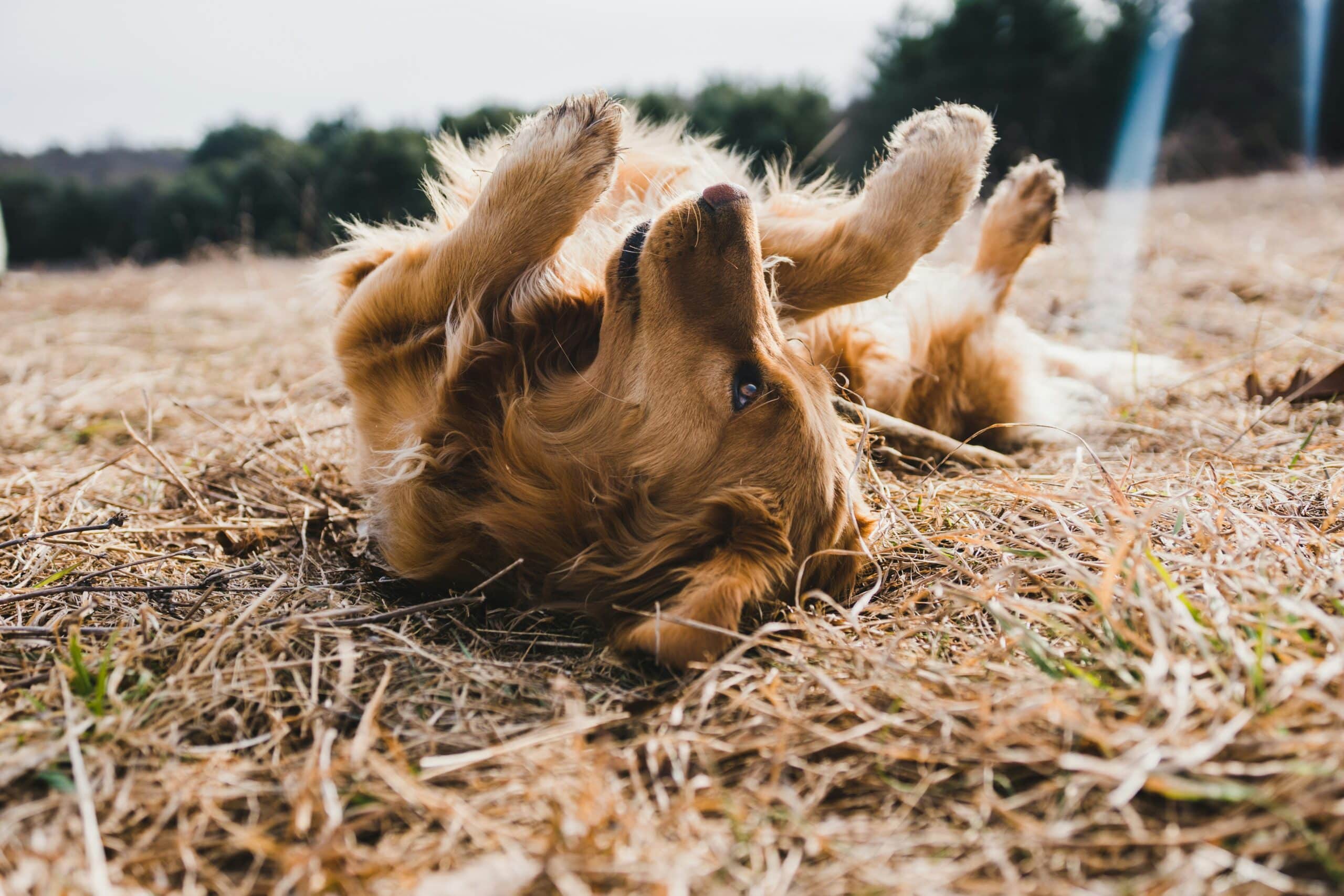 Bringing your Dog to a Corn Maze: A Guide