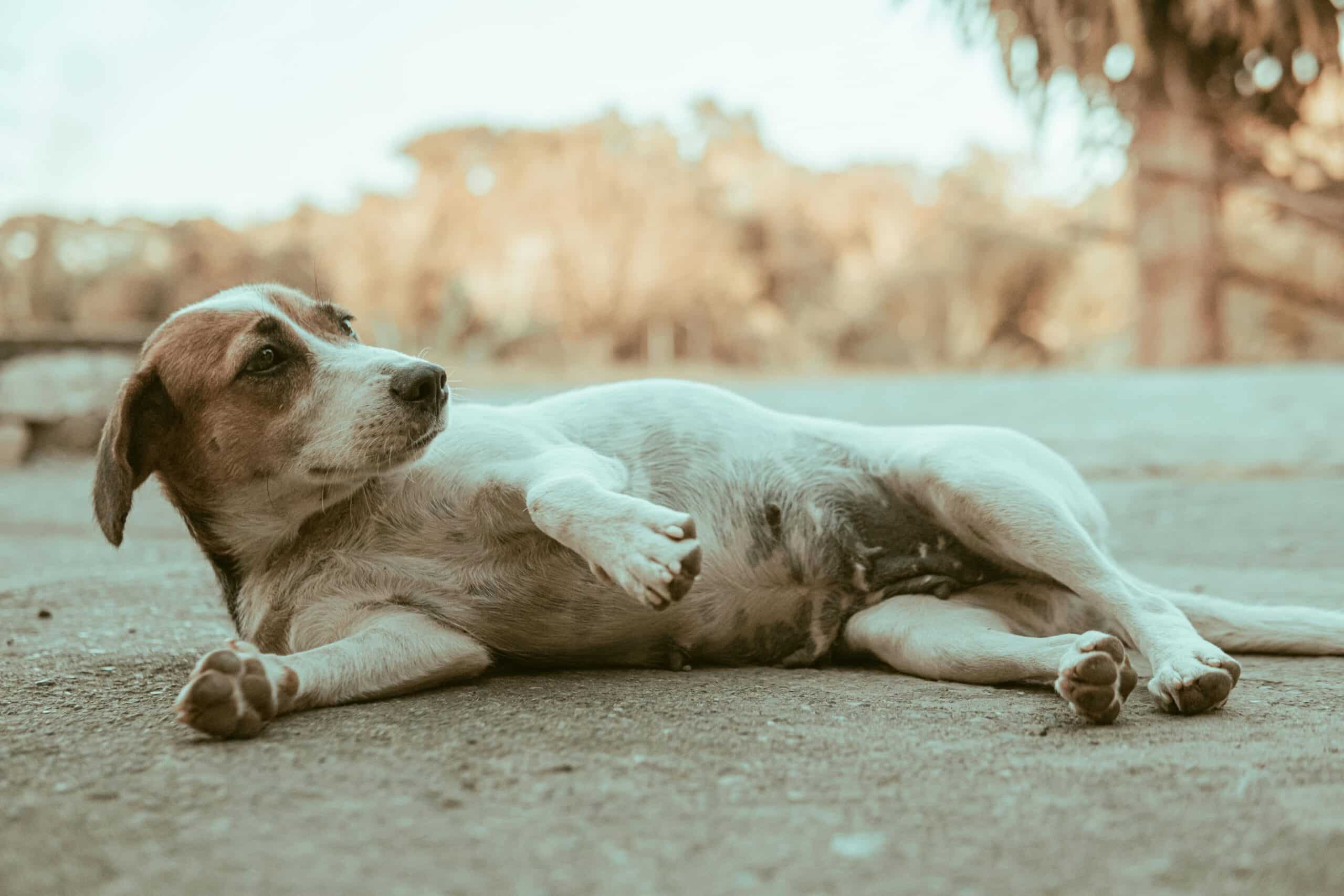 Understanding Dog Body Language: What Is Your Dog Saying?