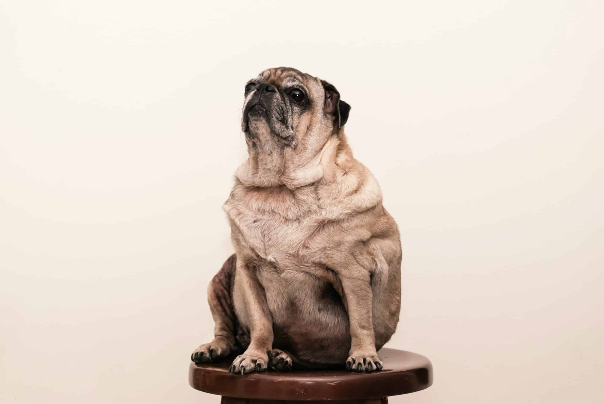 3 Iconic Dogs in Movies That We All Adore
