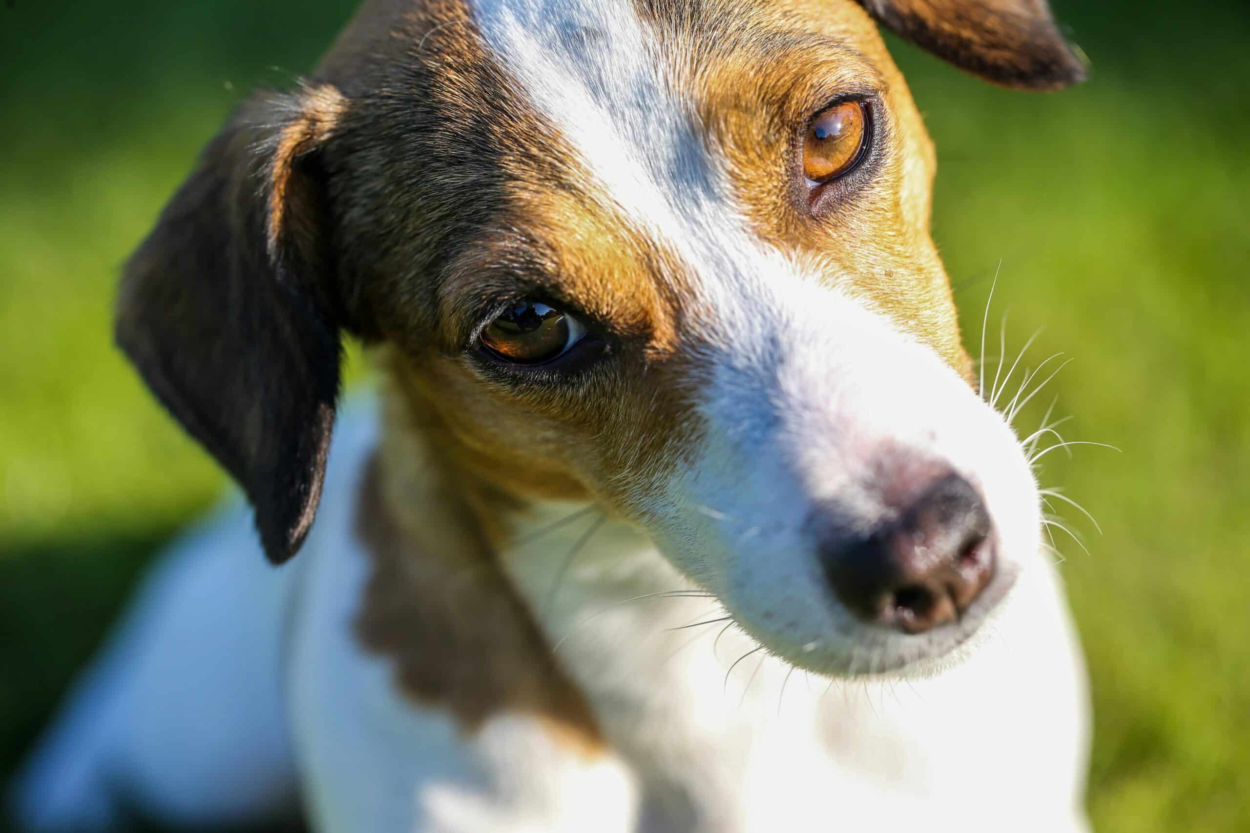 Why Does My Dog Tilt Their Head?