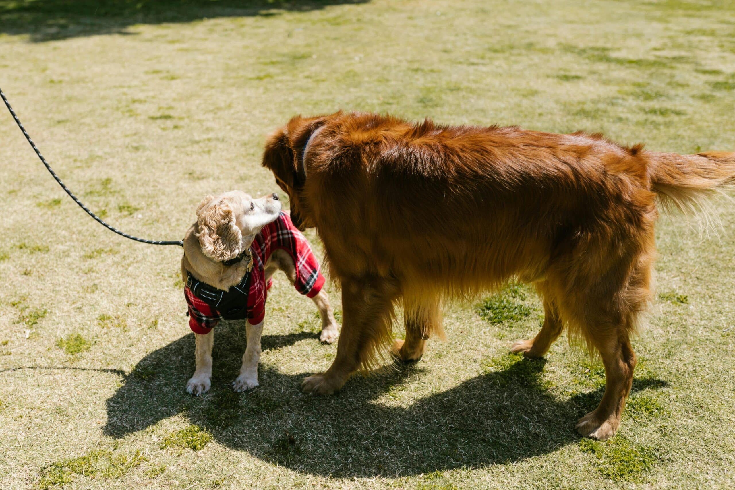 Play Fight or Real Fight? Understanding Why Dogs Play Fight