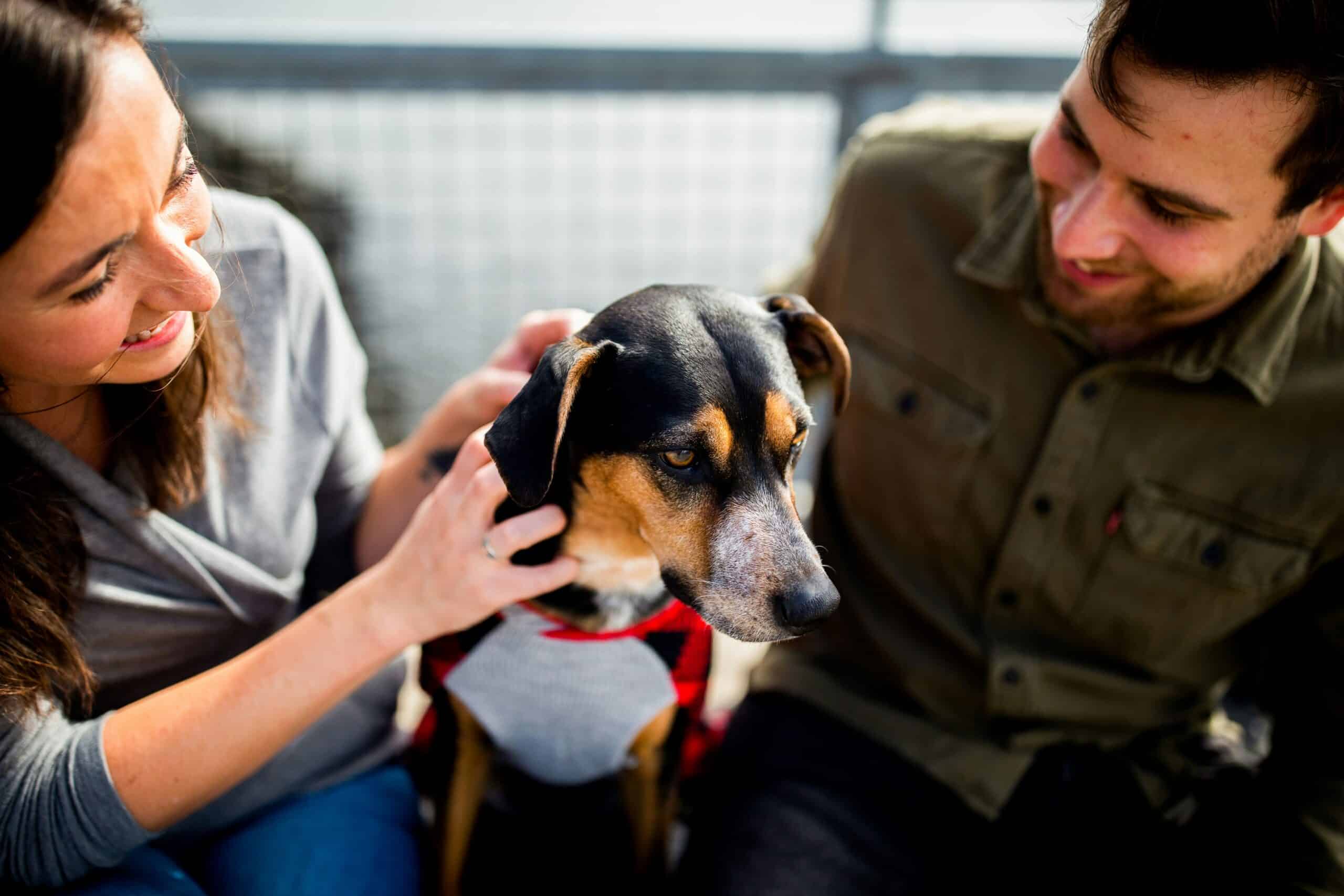 Fur Real News: All About NYC’s Pet Care Leave Bill
