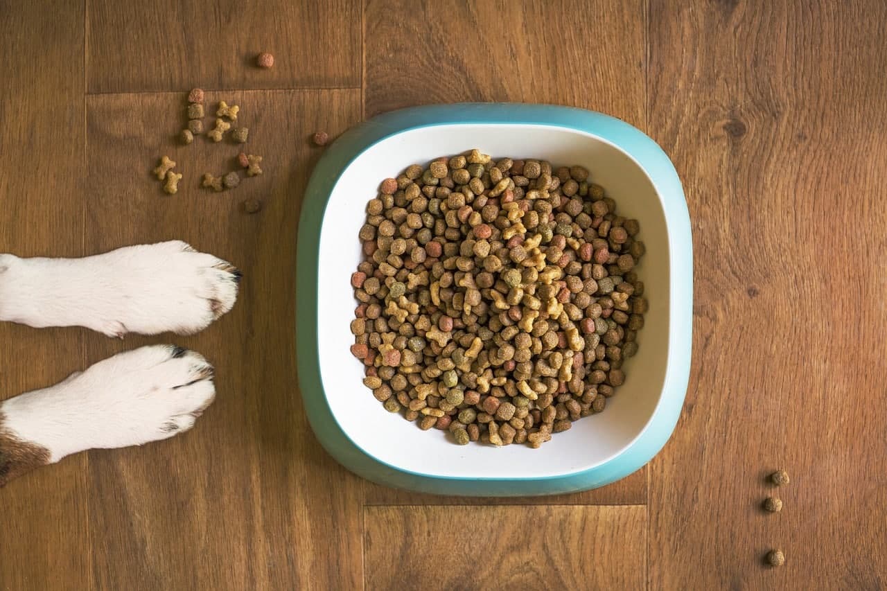 Common Dog Food Storage Mistakes (And How to Fix Them!)