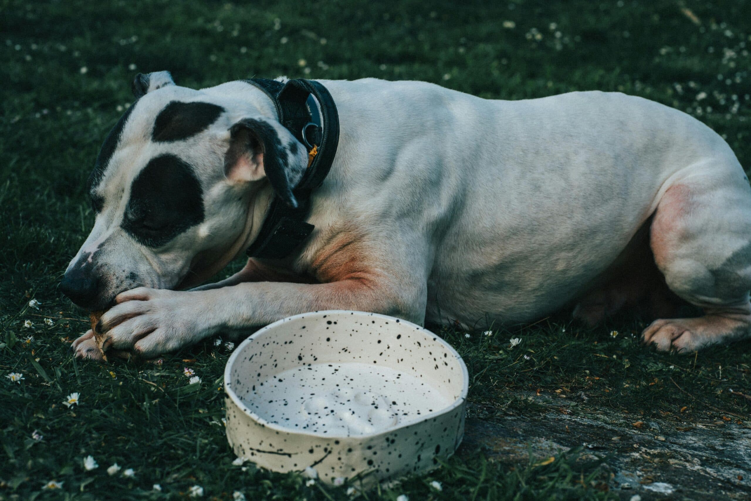 Can Dogs Eat Cooked Rib Bones? Expert Advice on Risks