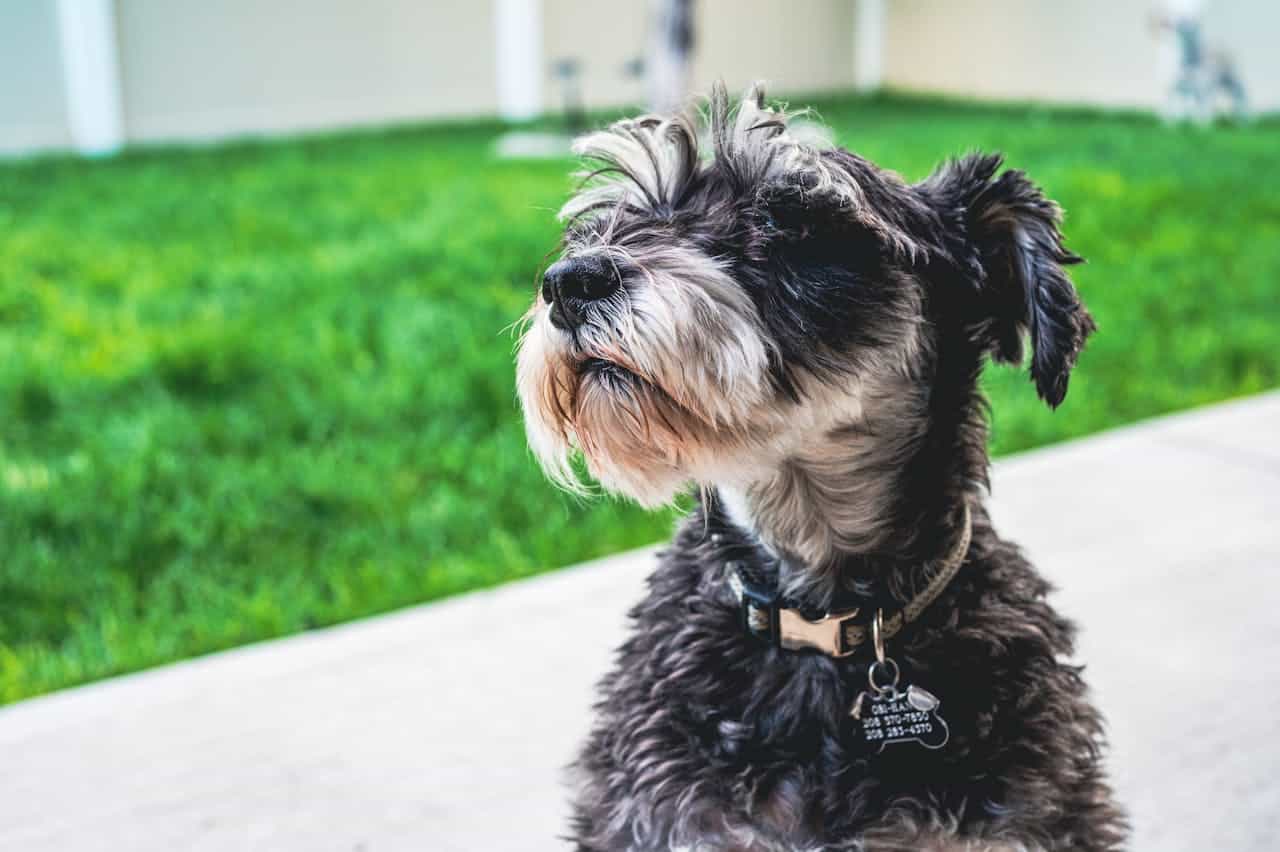 How Wearable Technology is Transforming Dog Ownership
