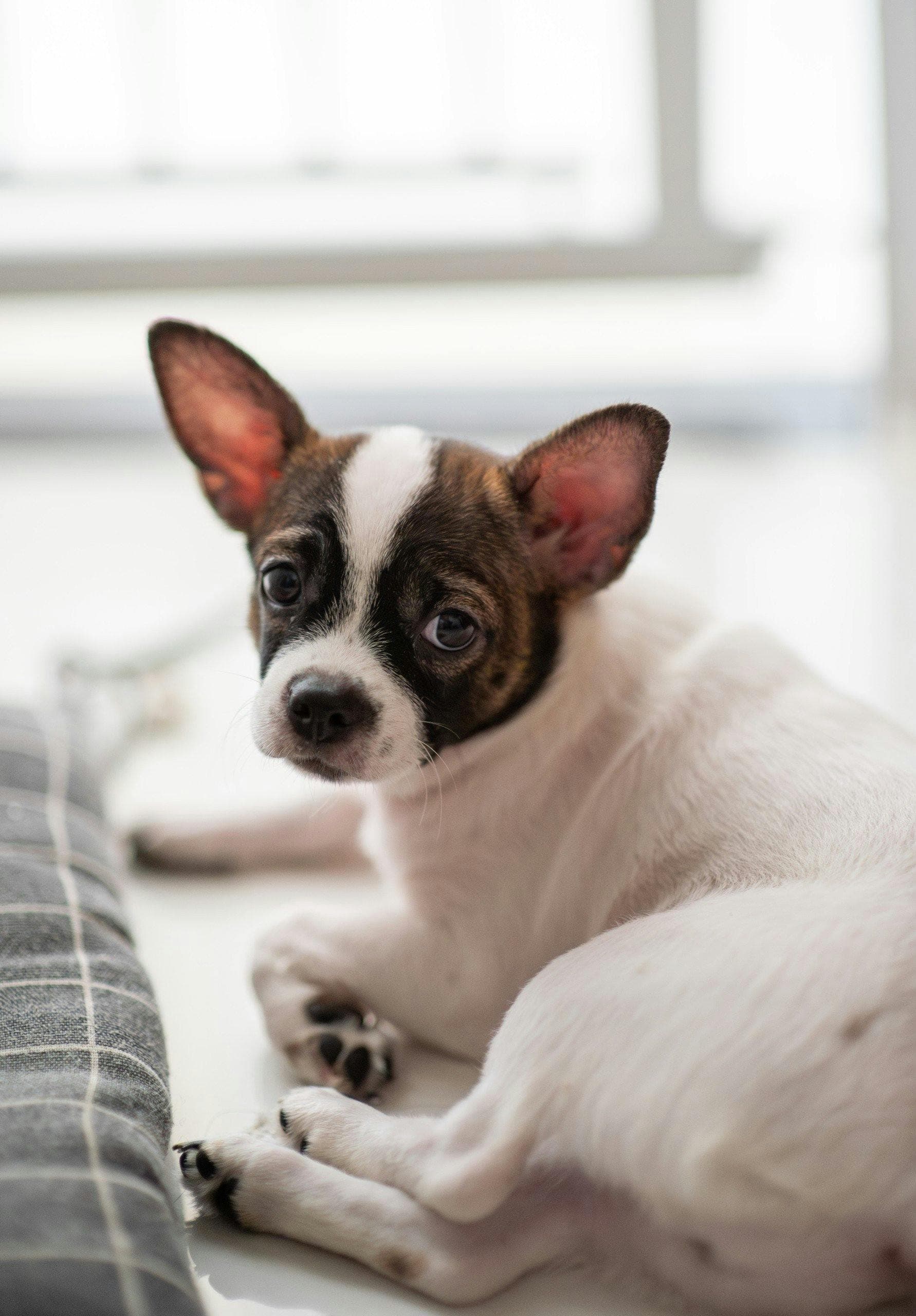 How To Fix a Dog-Damaged Floor