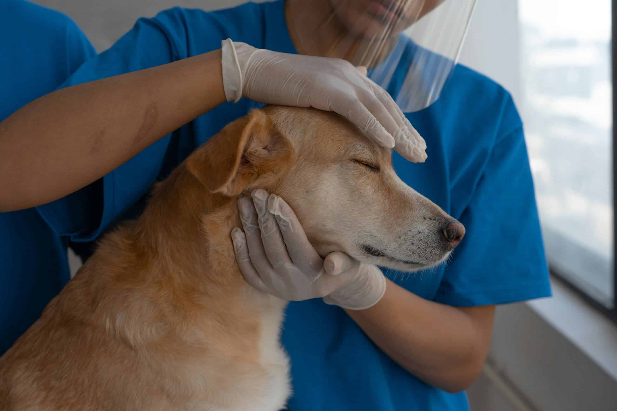 Parvo in Dogs: Causes, Symptoms, Treatments & Cost