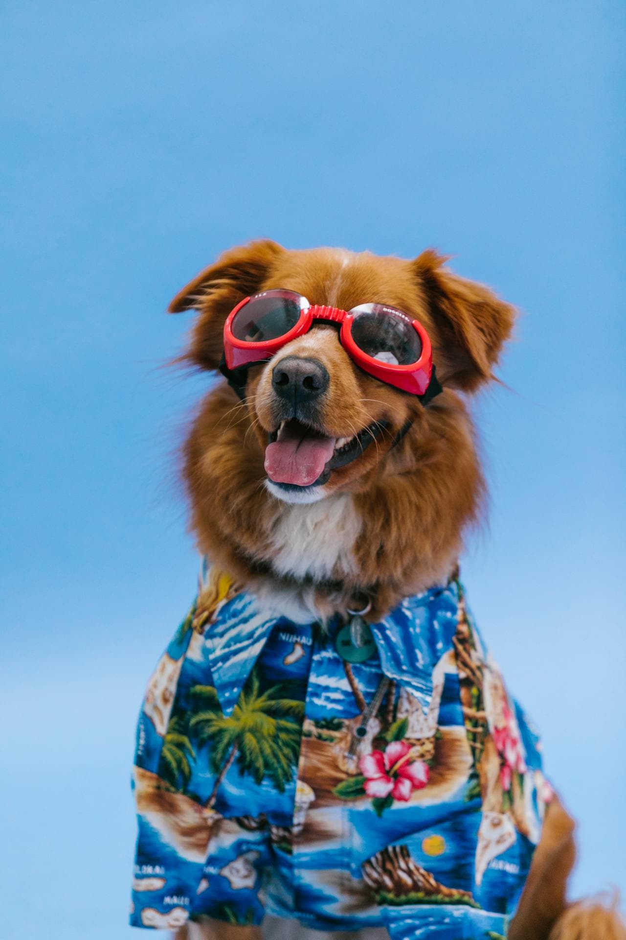 The Rising Cost of Pet Ownership: Spoiling Your Dog on a Budget