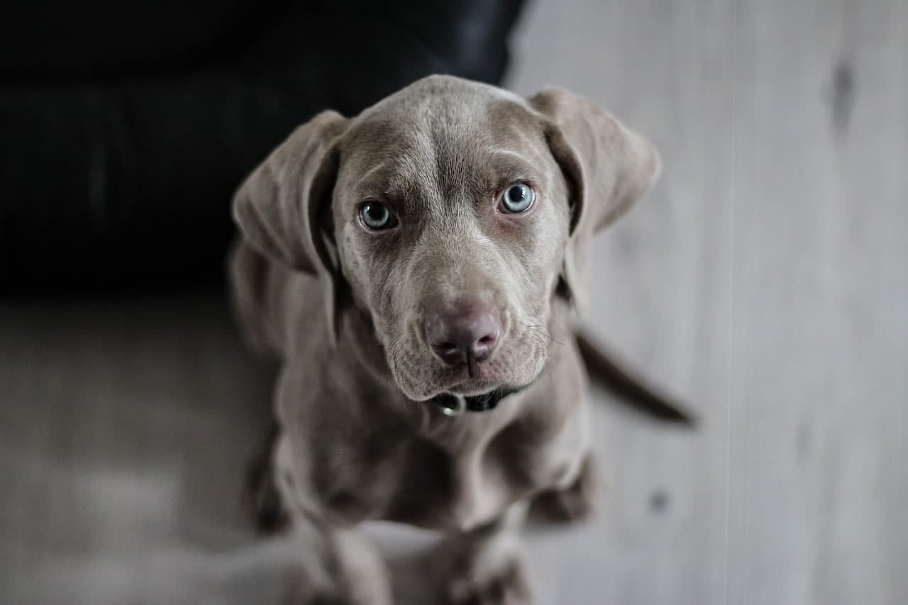Dog Hiccups 101: Causes, Remedies, and When to See a Vet