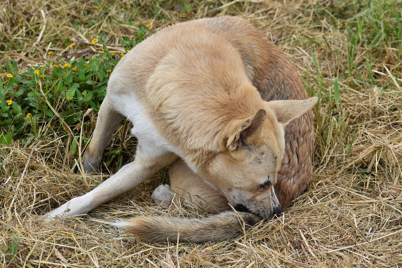 What Is Simparica Trio for Dogs? Risks and Benefits