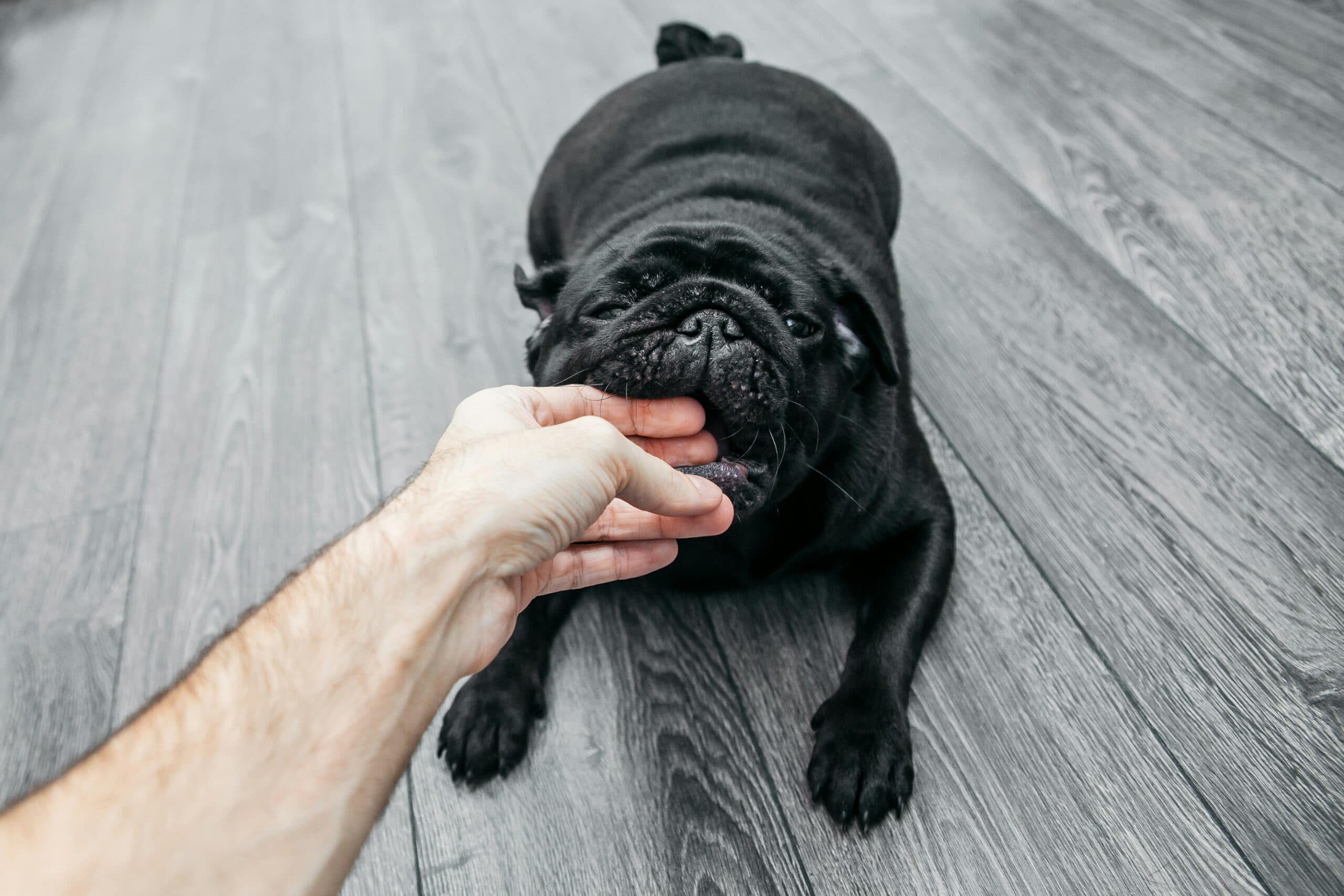 The Anatomy of Dog Bites: Can Dog Bites Break Bones?
