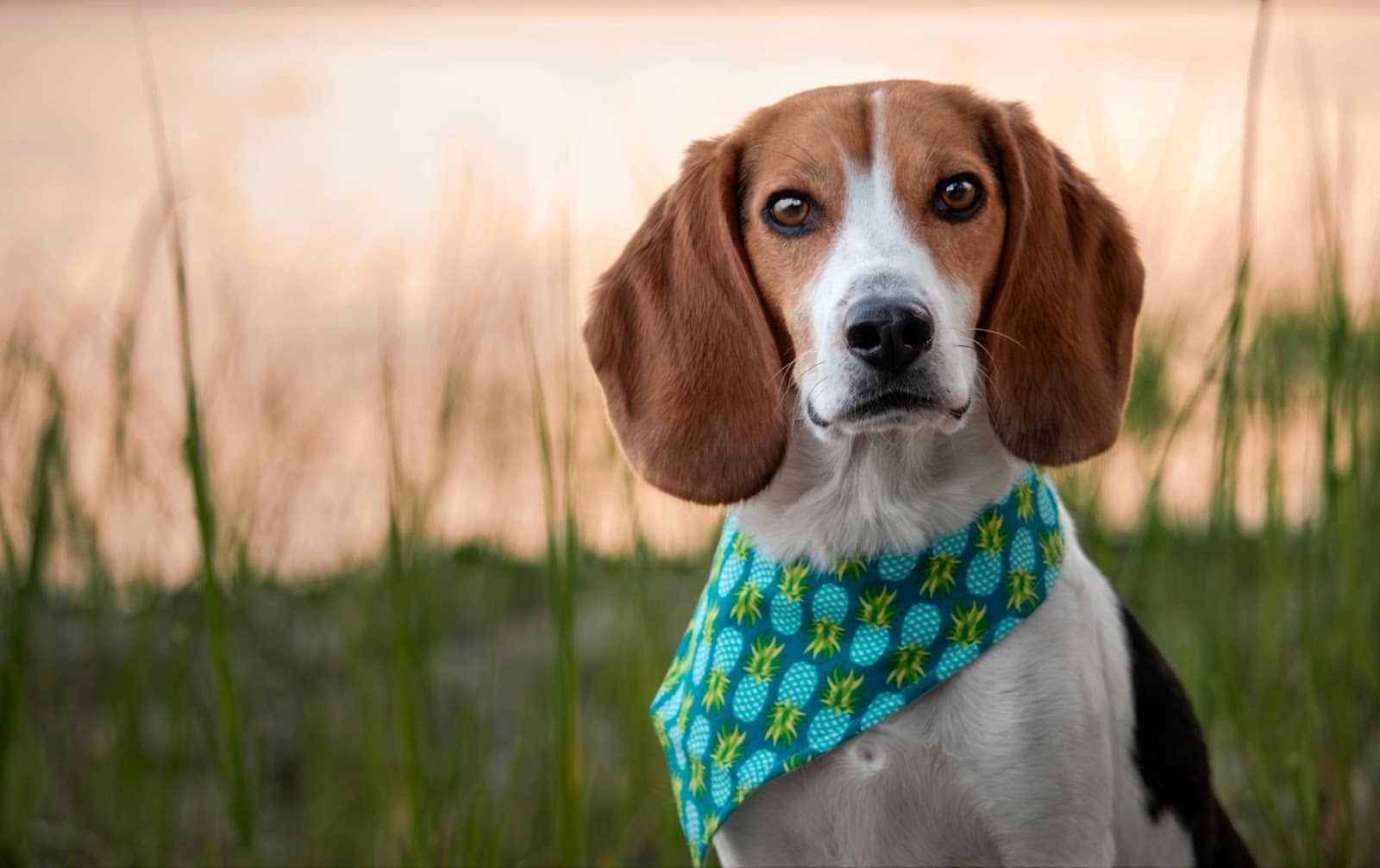 Top Dog-Themed Video Games