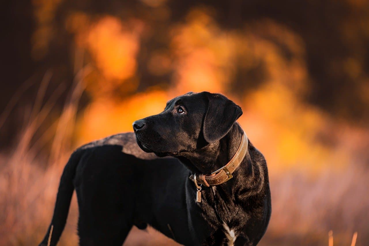 Can My Dog Eat a Dead Animal?