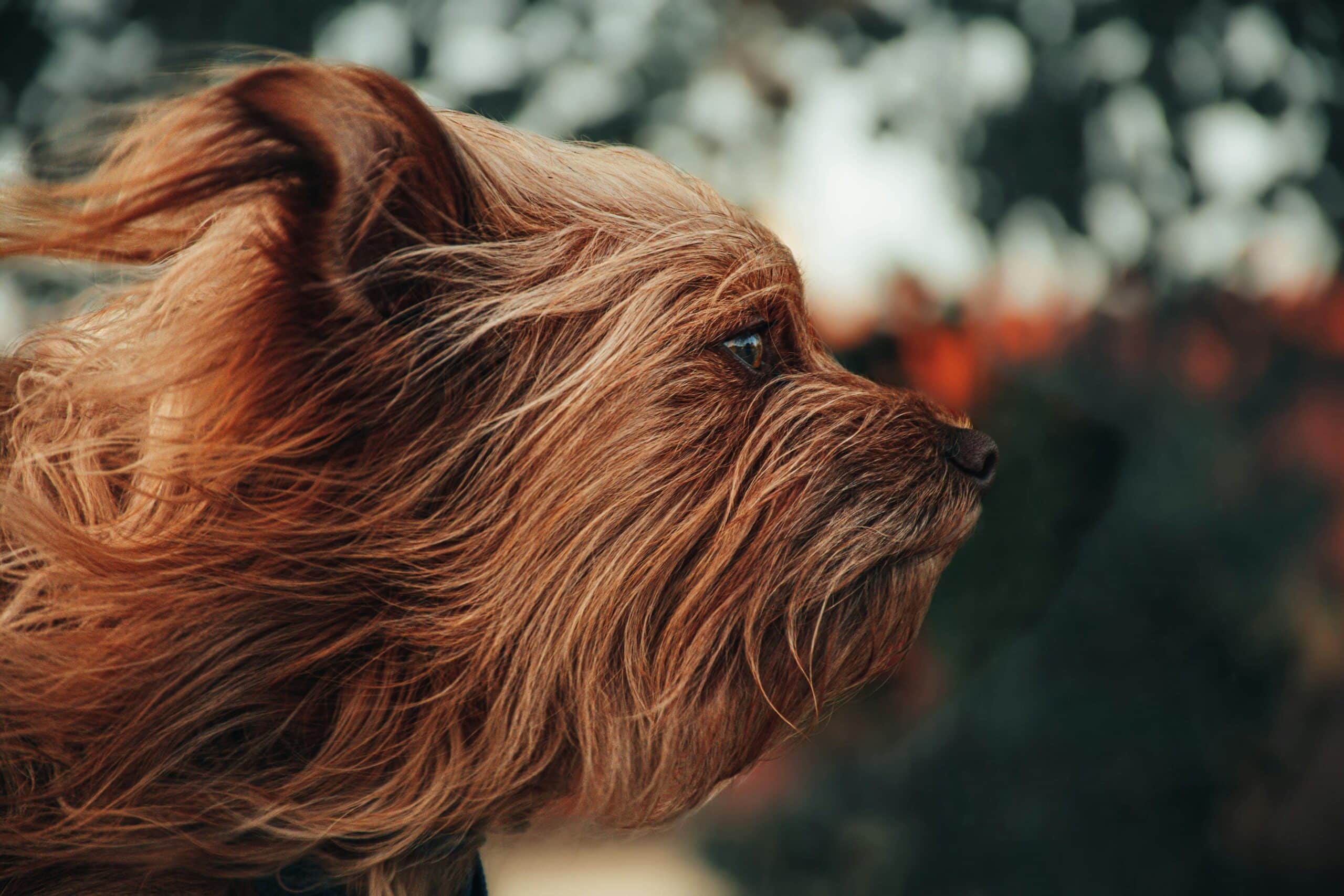Essential Steps to Keep Pets Safe During Natural Disasters