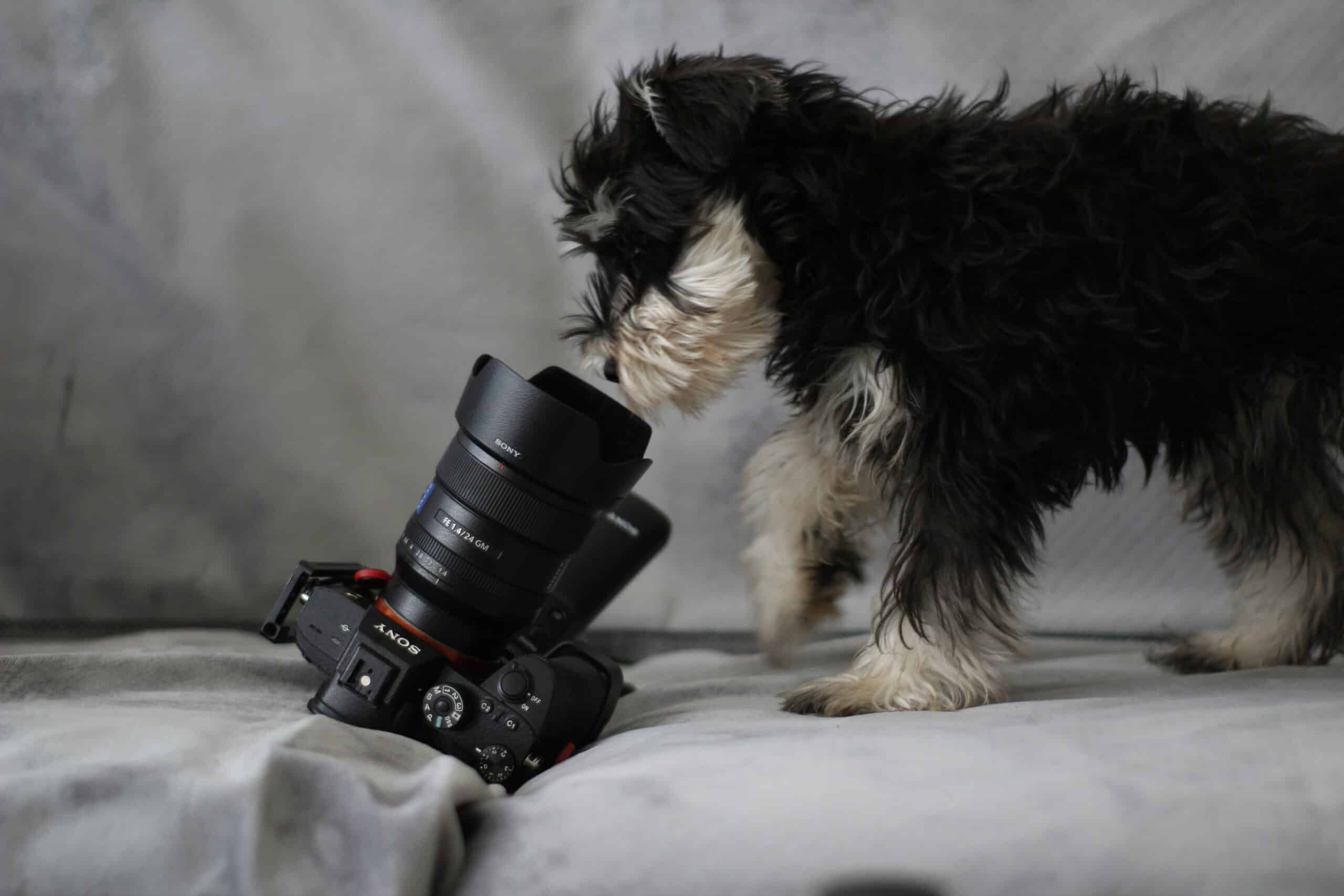 3 Brilliant Ways to Boost IGTV Views with Your Dog