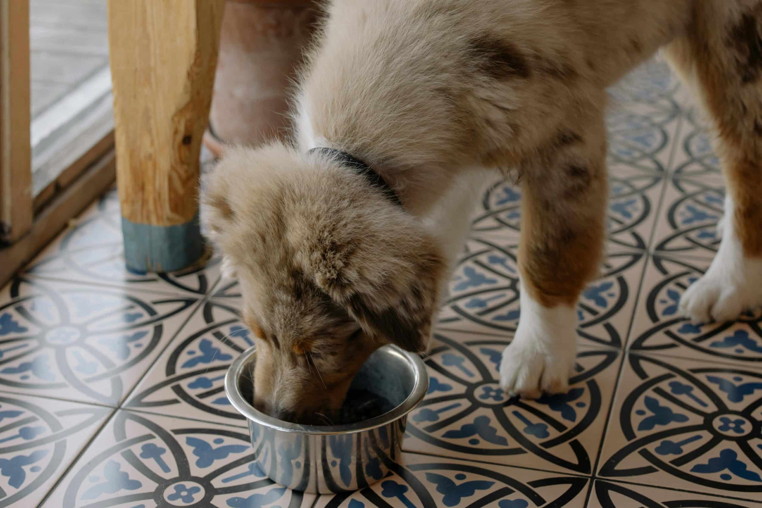 Raw Dog Food Made Simple: What You Need to Know