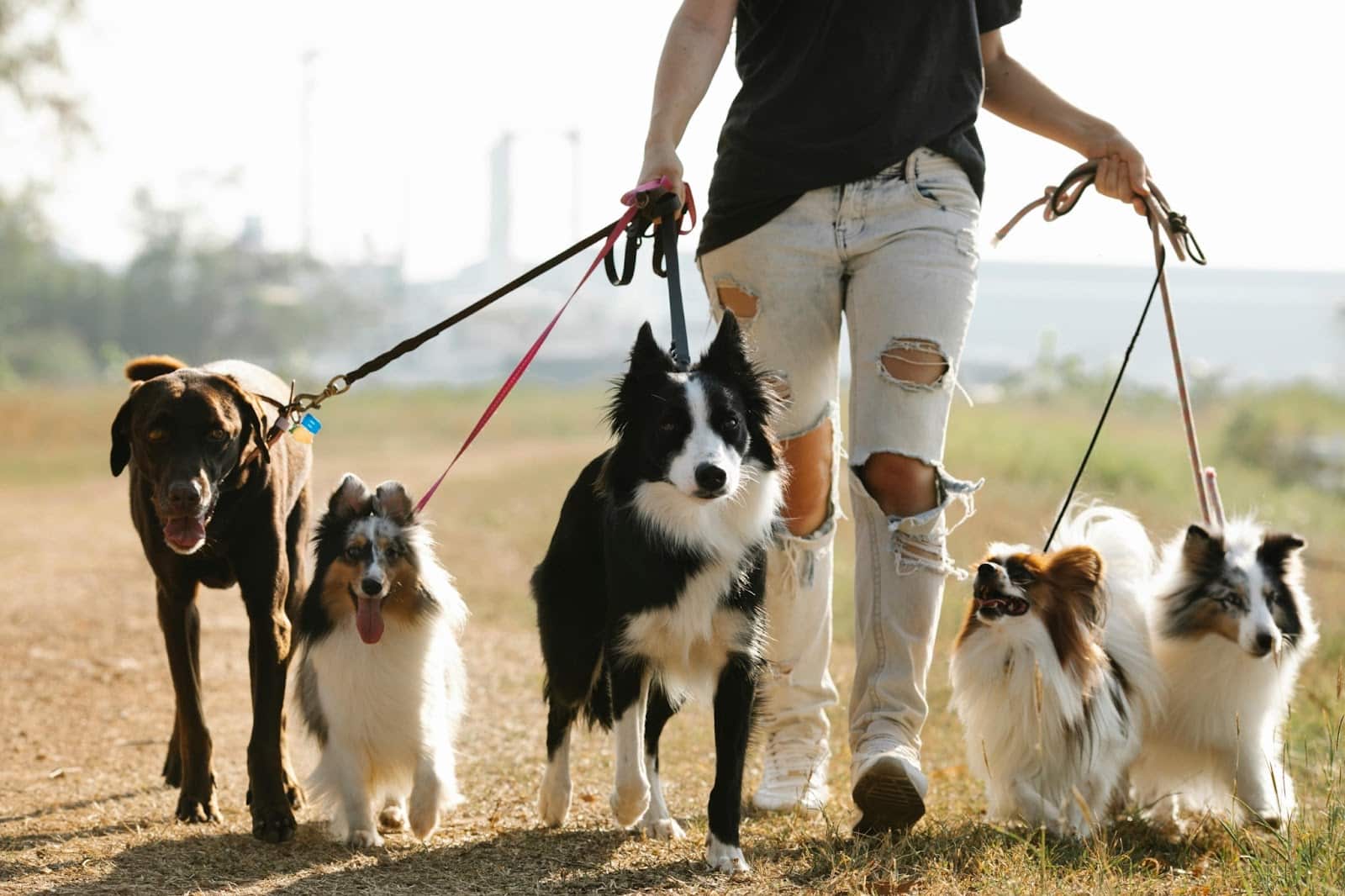 Rover vs Wag: Which Dog Walking App Is Best in 2026?