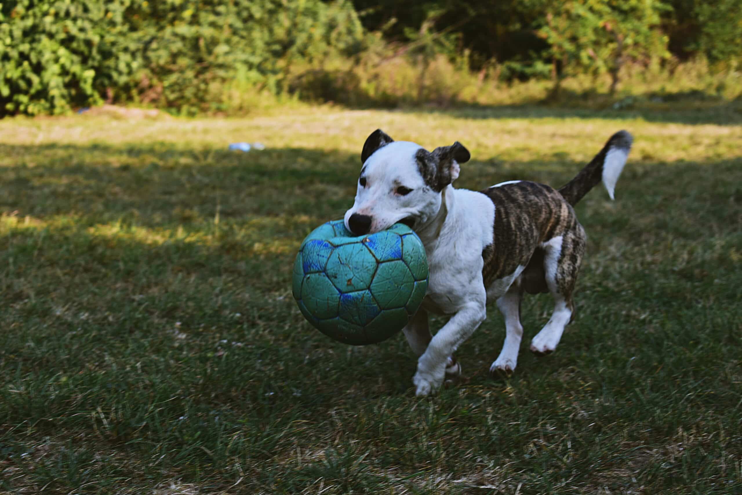 The Role of Interactive Toys in Reducing Destructive Behavior